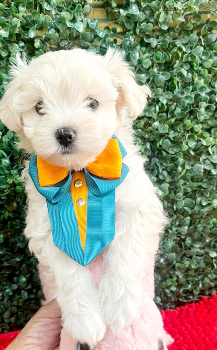 Portal Vendocão Filhotes de maltês a pronta entrega  Campinas