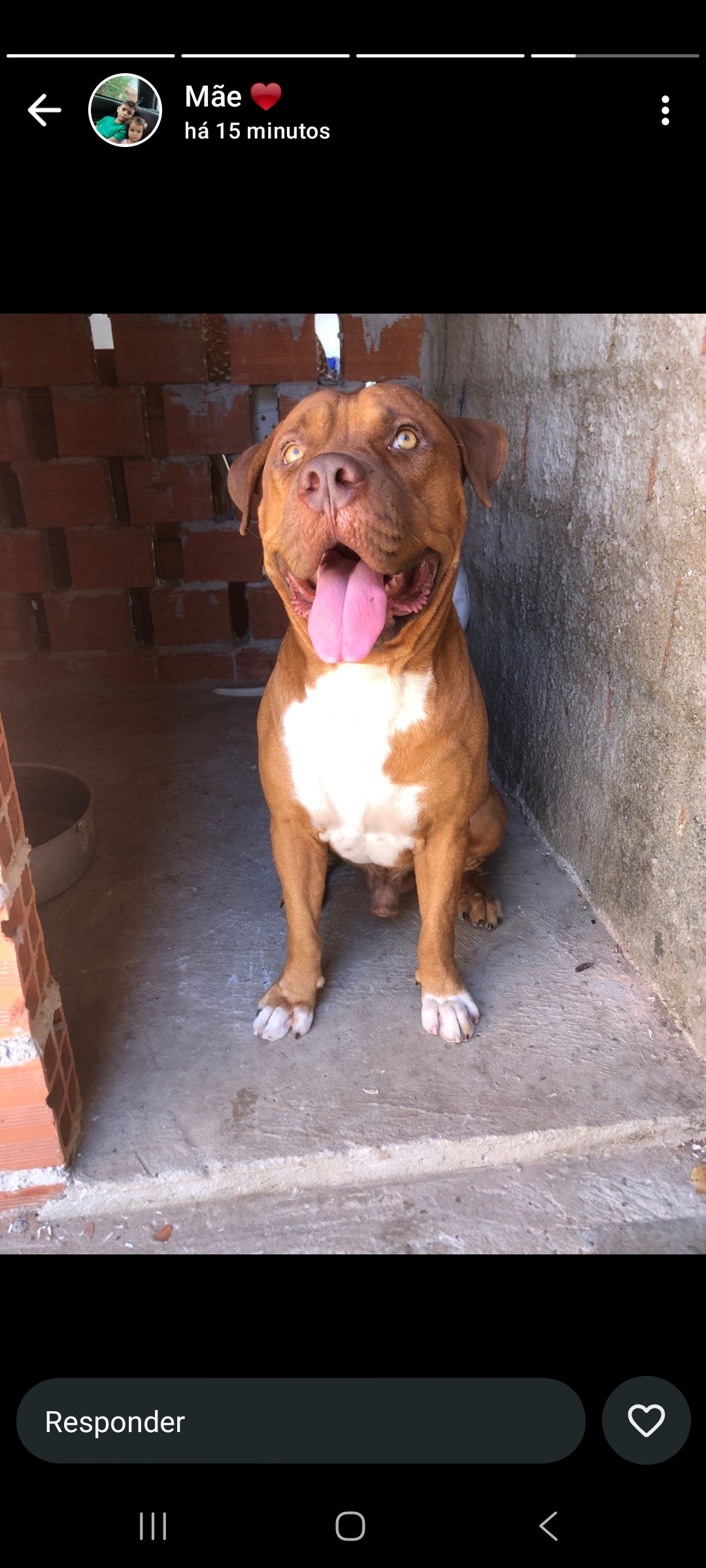 Portal Vendocão Filhotes a venda, pit monsters puros, vão completar 1 mês de vida Teresina