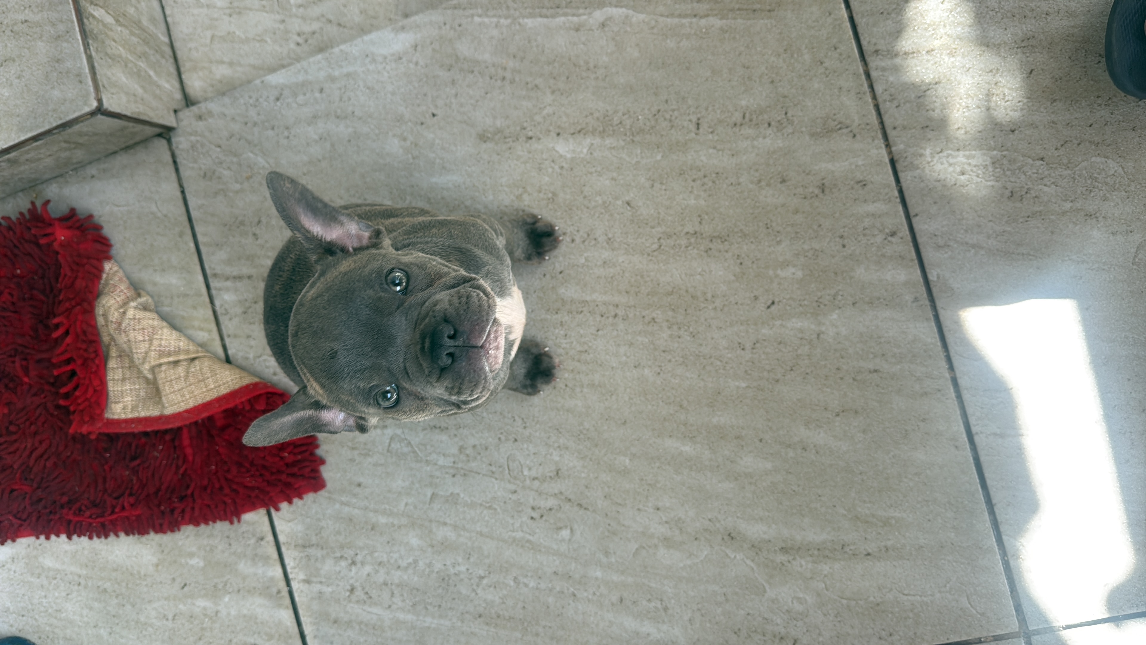 Buldogue francês  - Foto 2