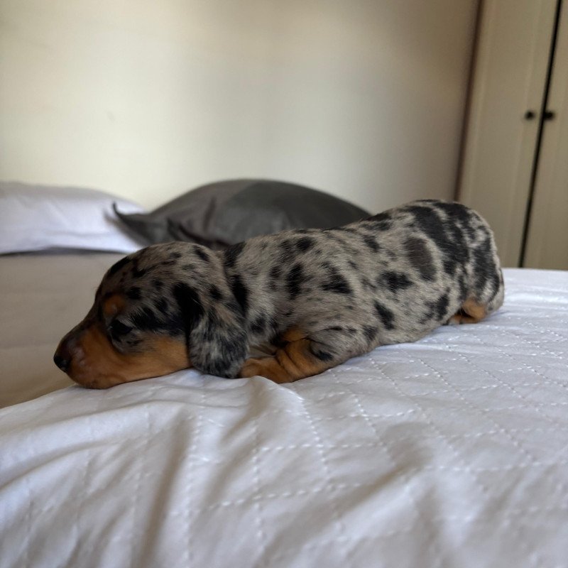 lindos filhotes daschund