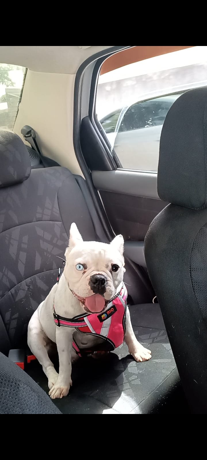 Buldogue francês  - Foto 2