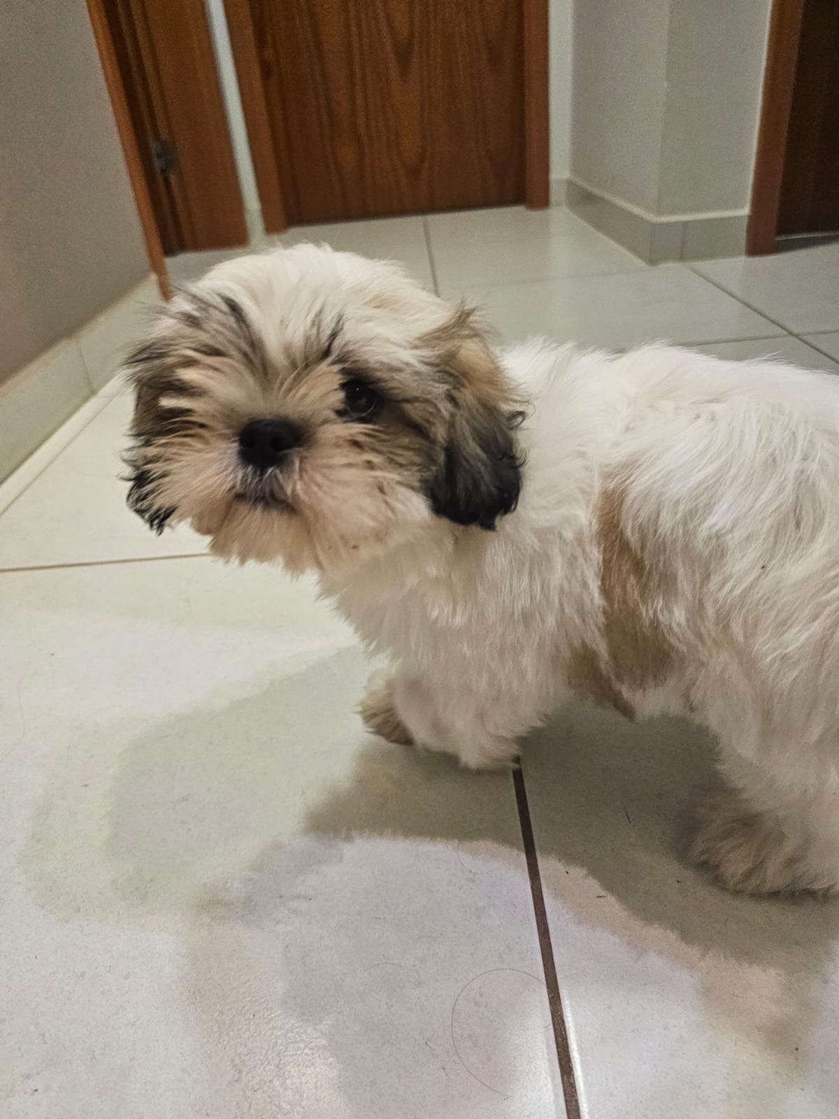 Portal Vendocão Filhote de Shih Tzu carinhoso e brincalhão  Cuiabá 