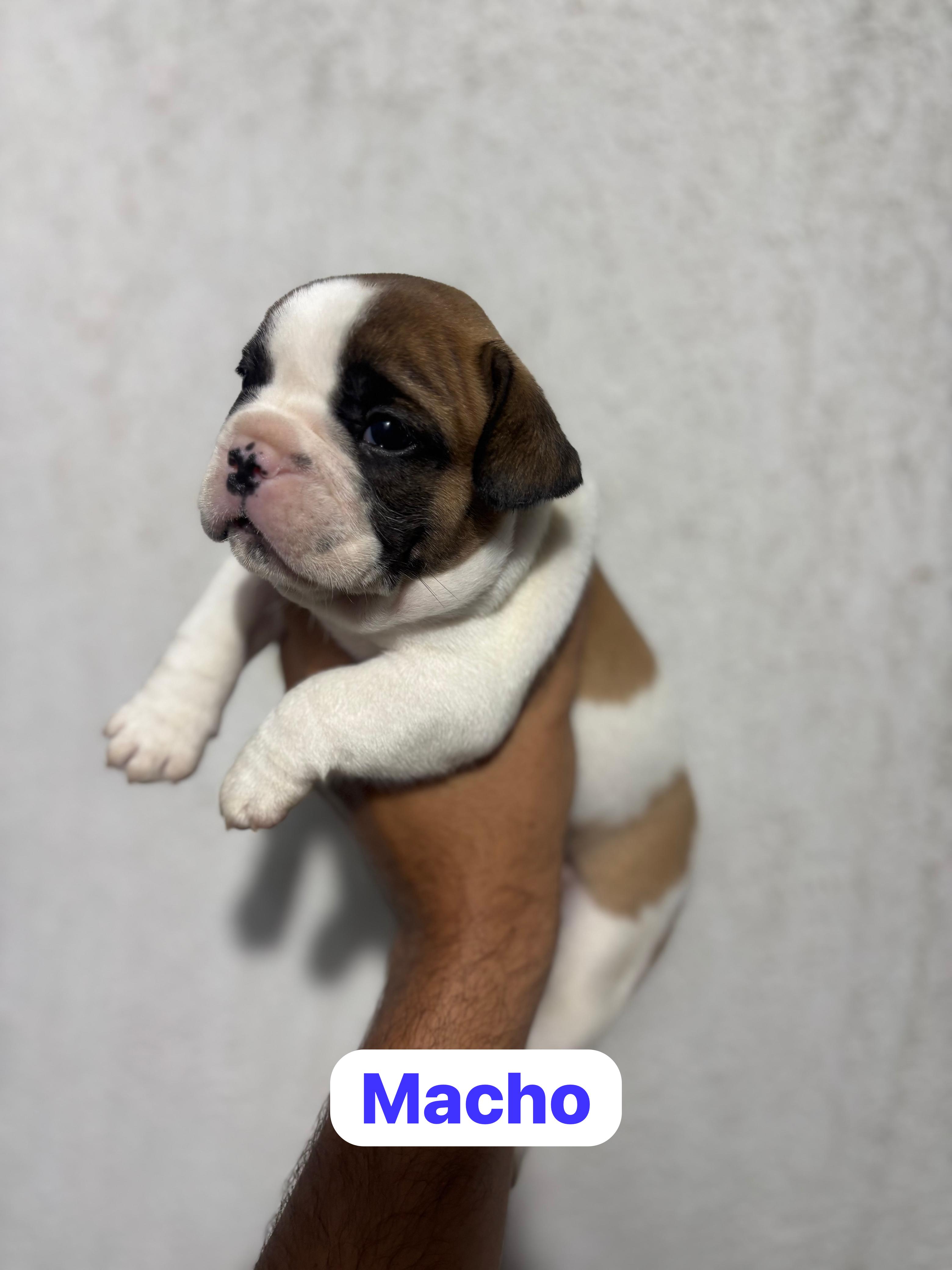 Portal Vendocão Filhotes bulldog francês  João Pessoa 