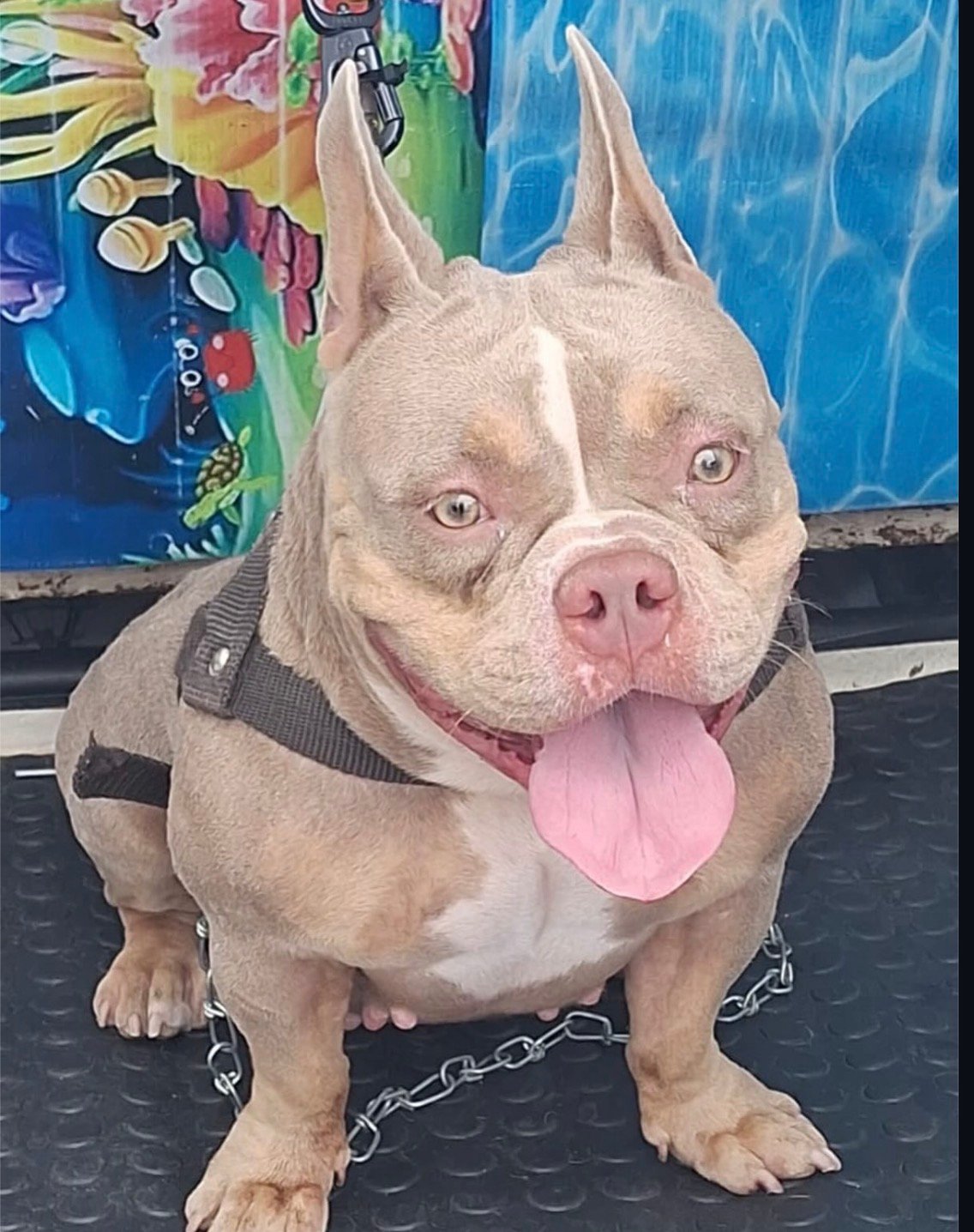 Américan bully