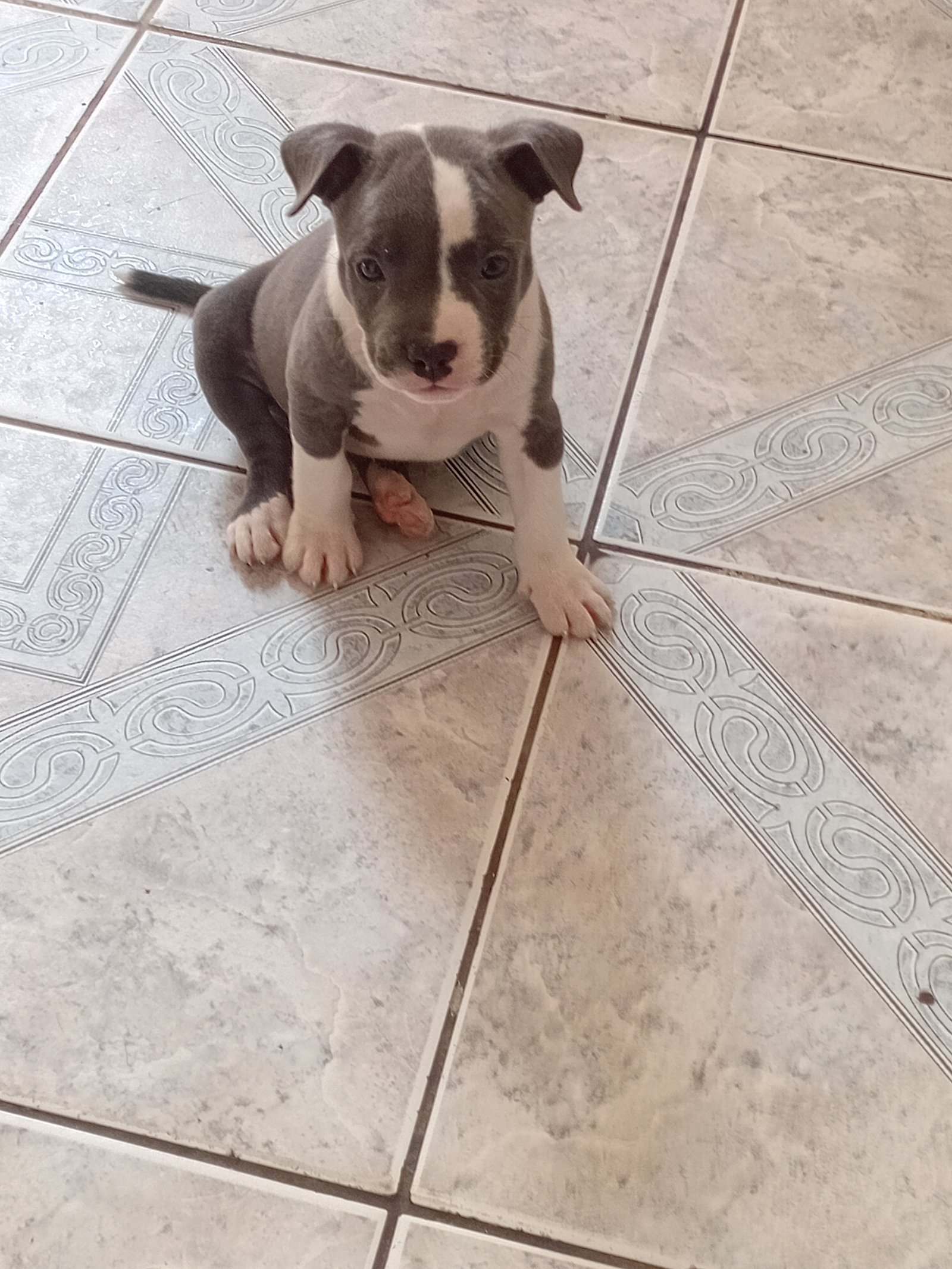 American Bully fêmea disponível 