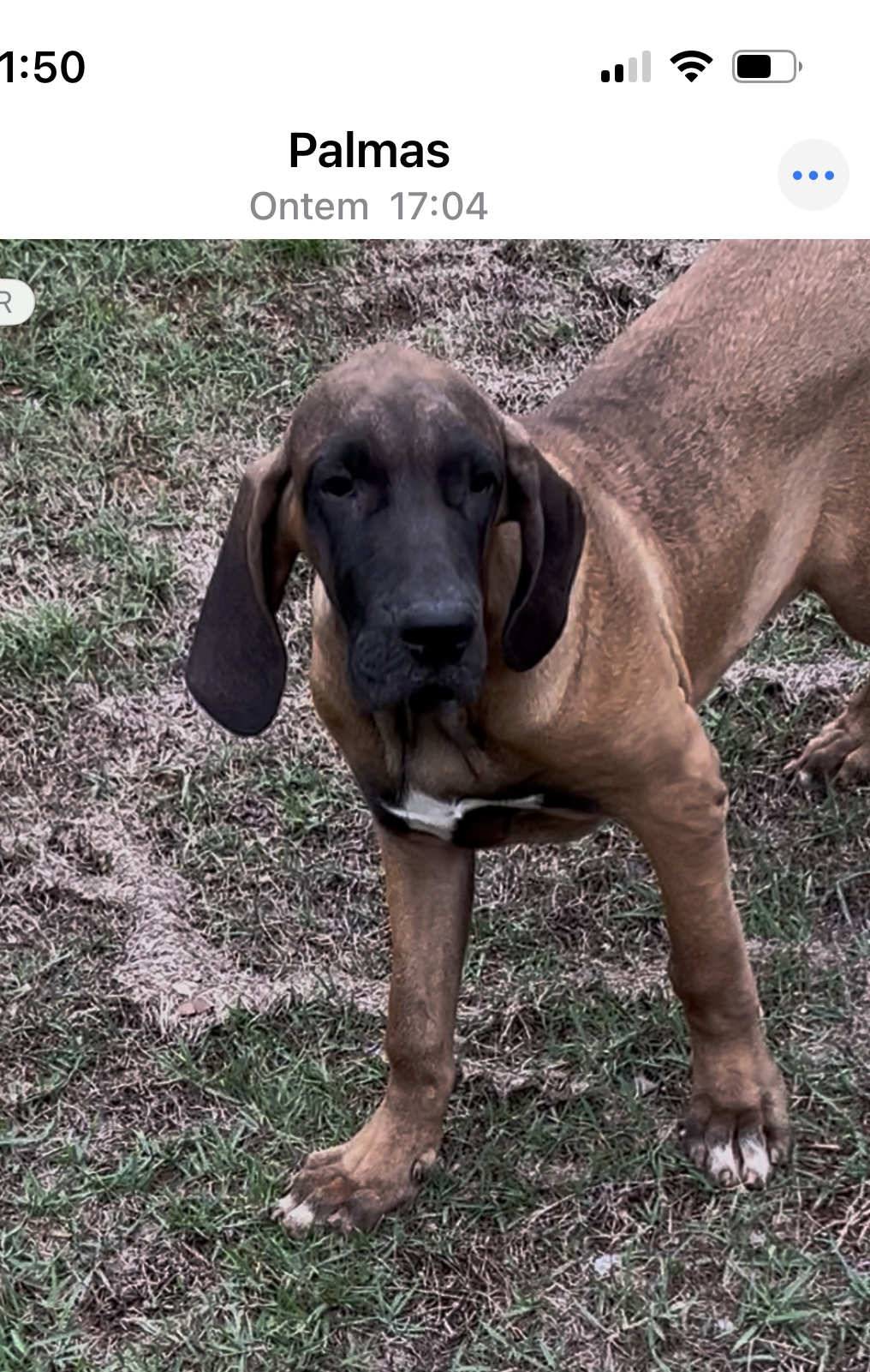 Portal Vendocão Filhotes de Fila Brasileiro Palmas