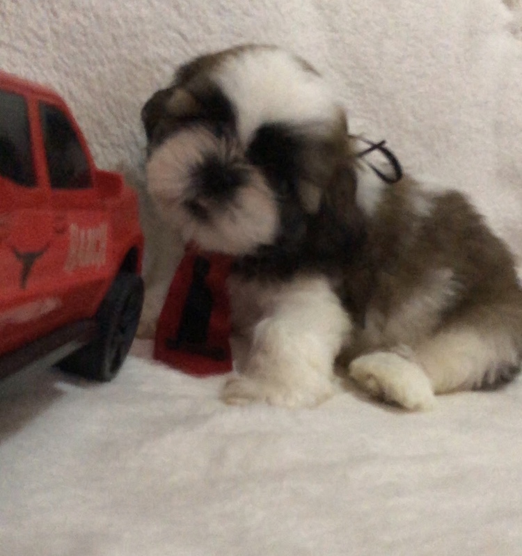 Portal Vendocão Shihtzu macho  Fortaleza 