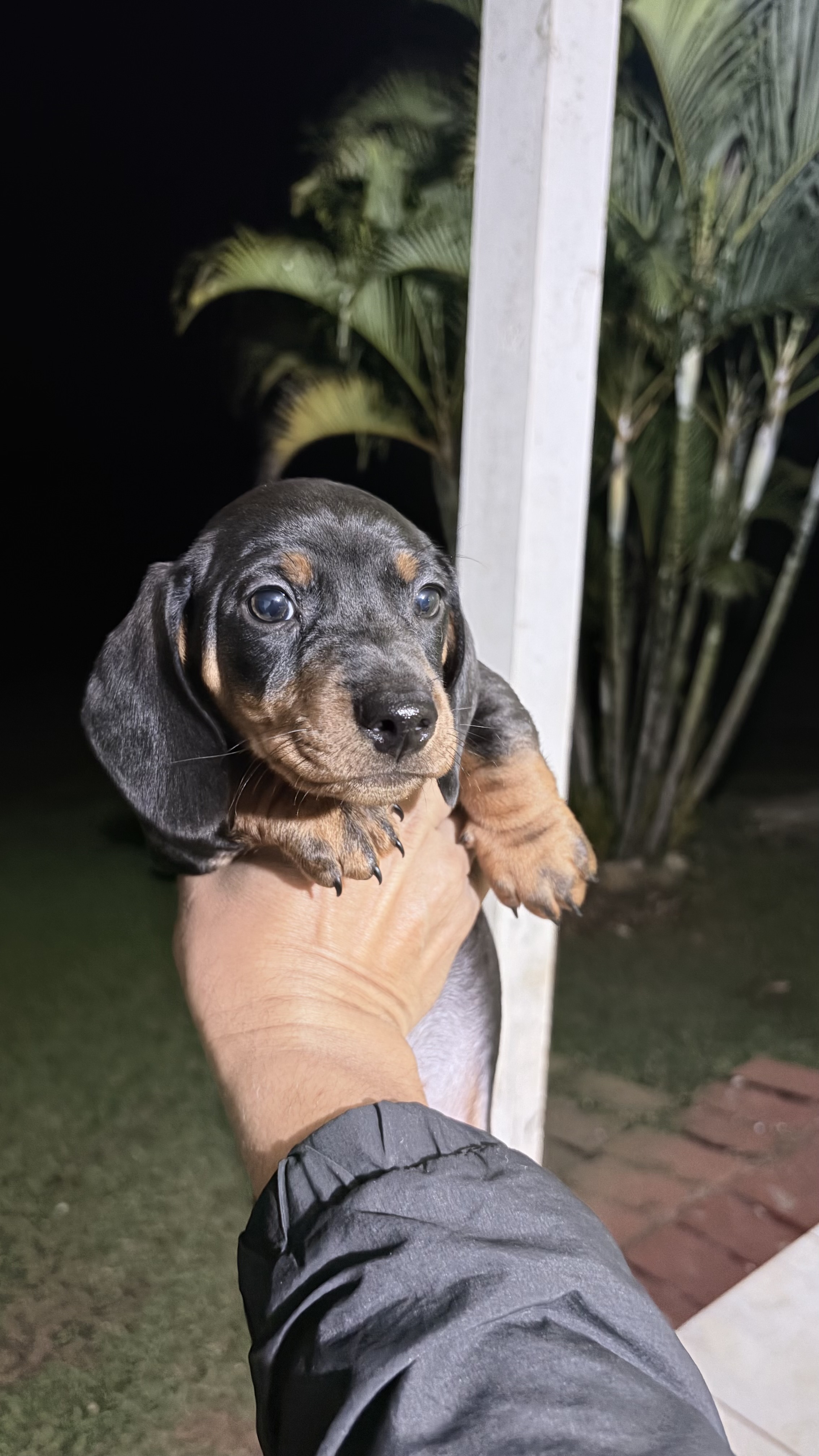 Filhotes de dachshund (salsicha) - Foto 2