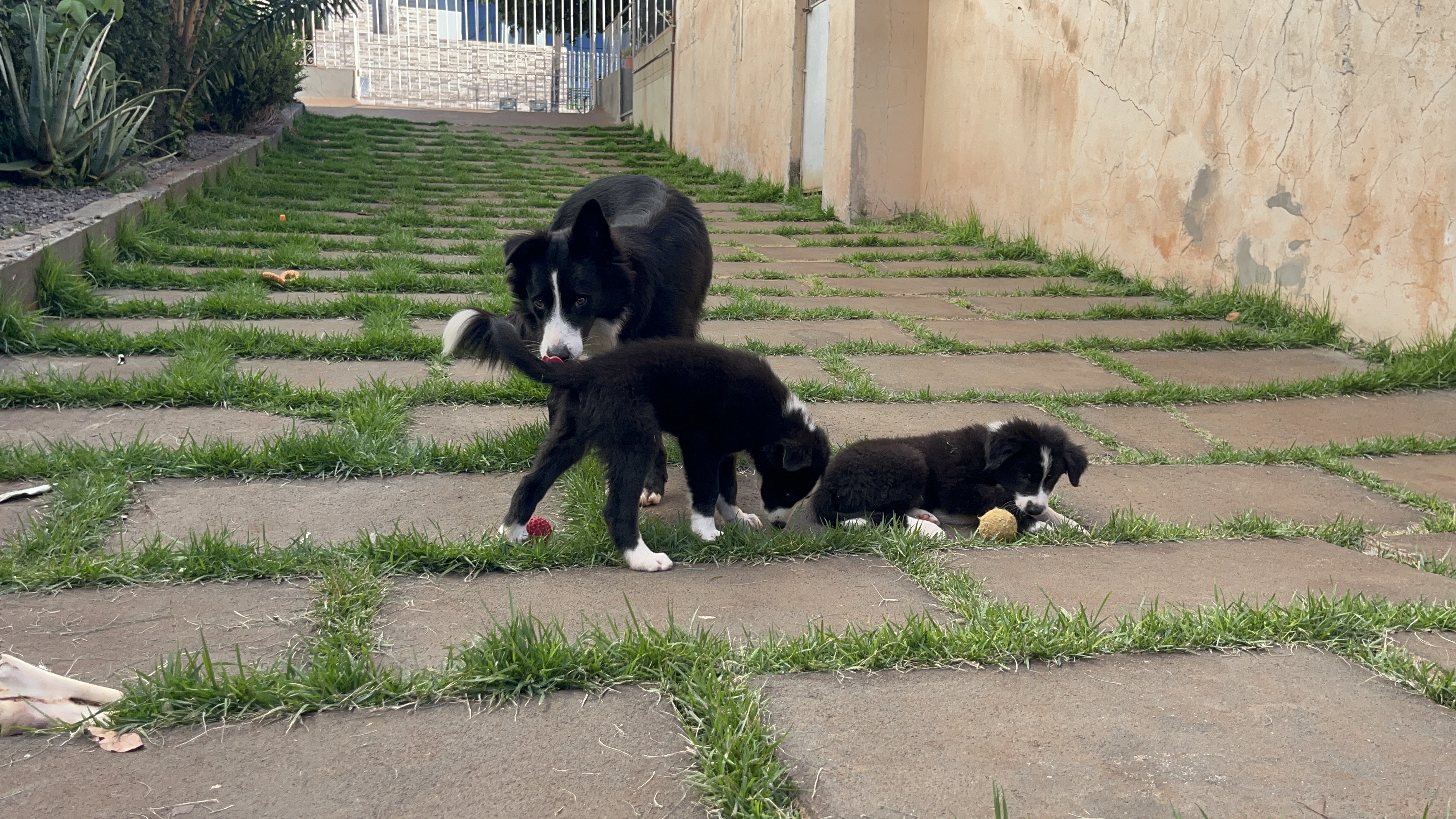 Border Collie Filhote  - Foto 5