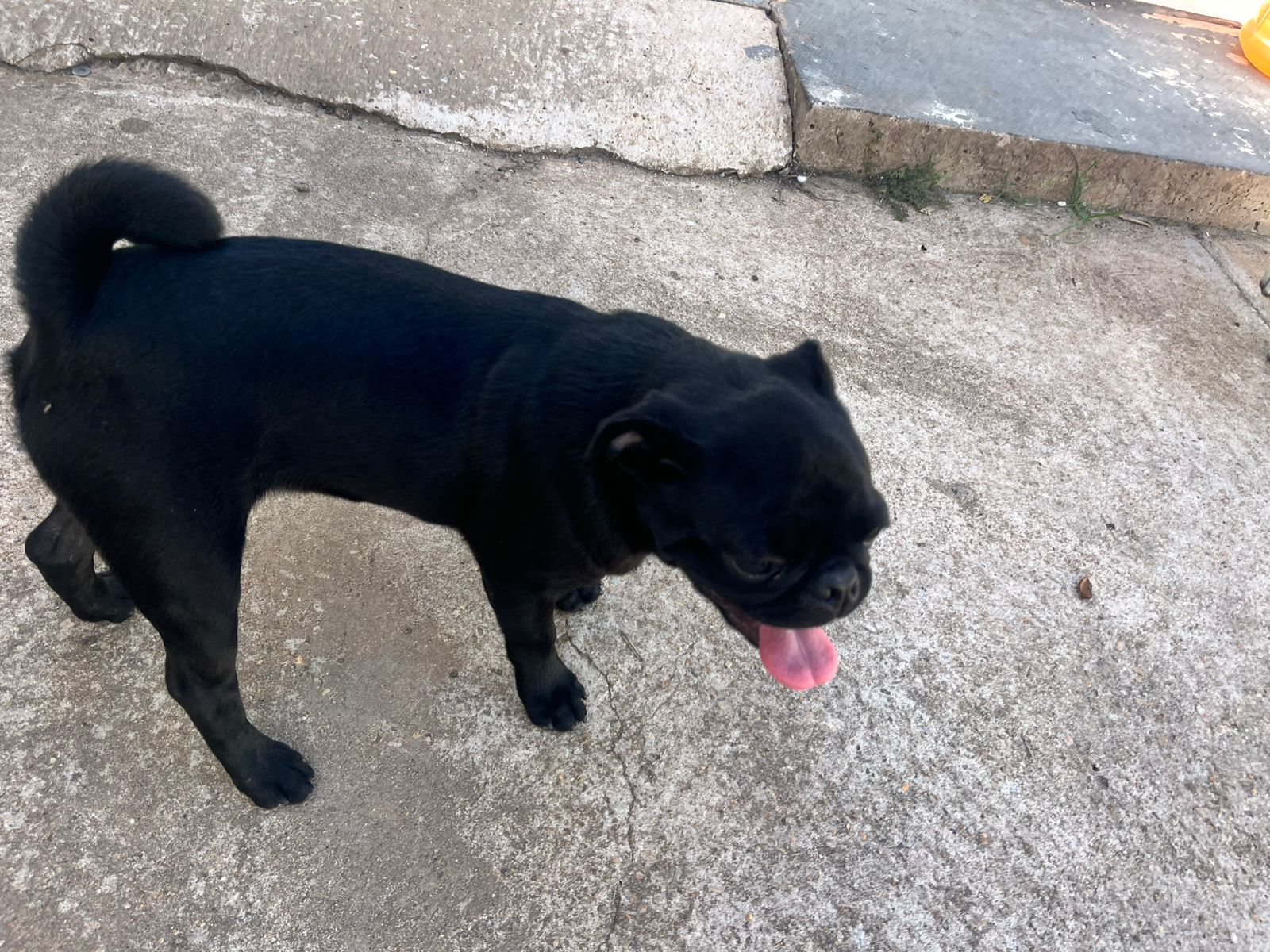 CASAL DE PUG - Foto 4