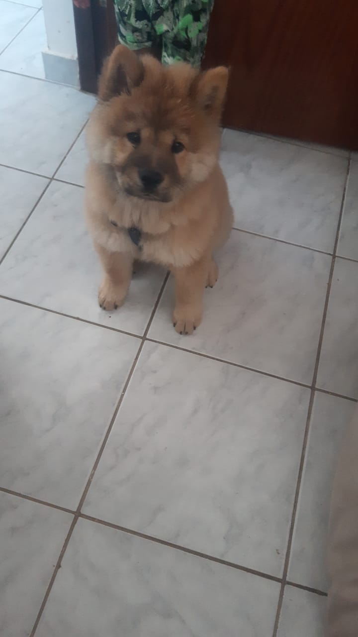 Portal Vendocão Vendo filhote de chow-chow  São Luís 