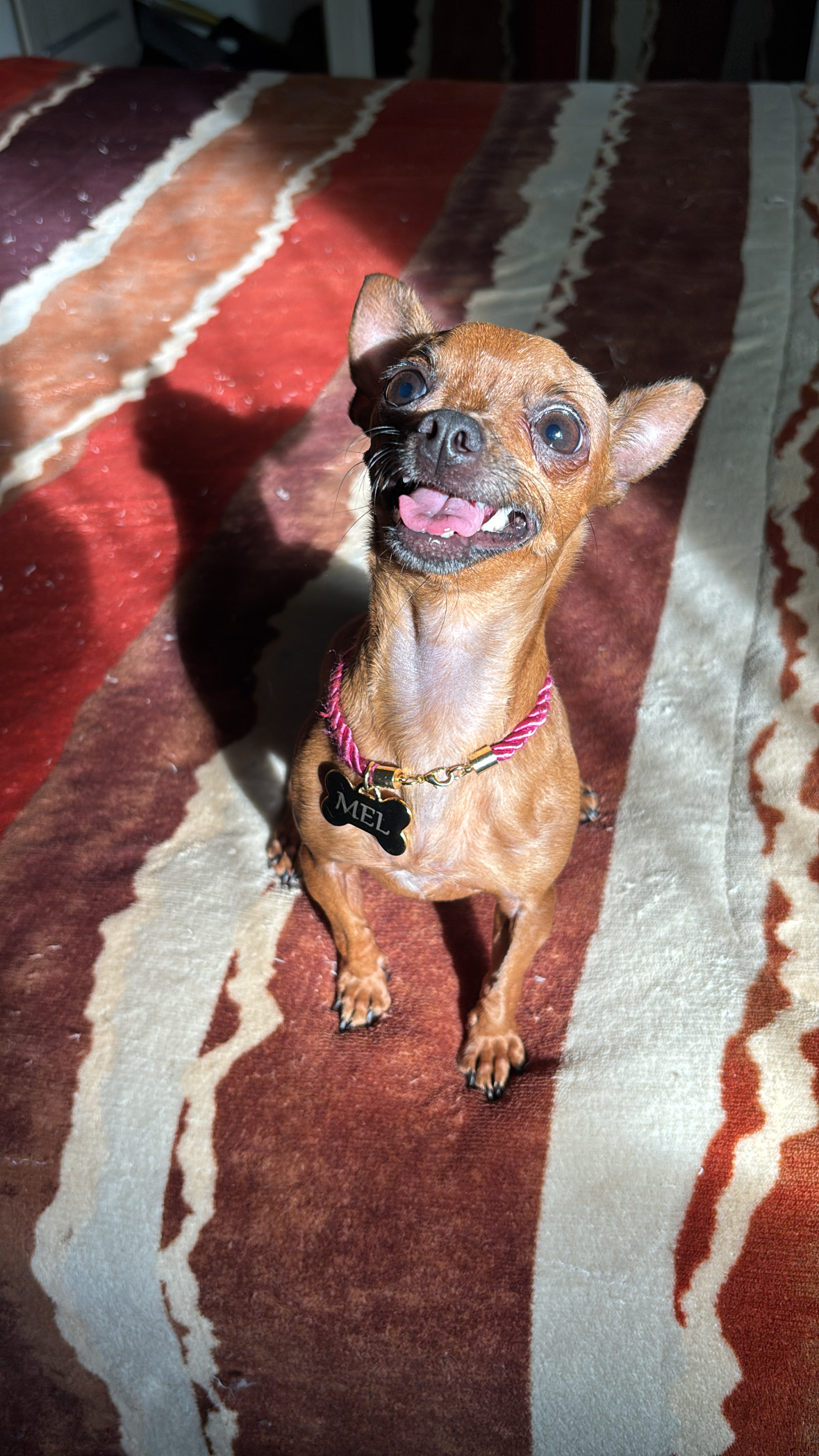 Pinscher 0 fêmea 