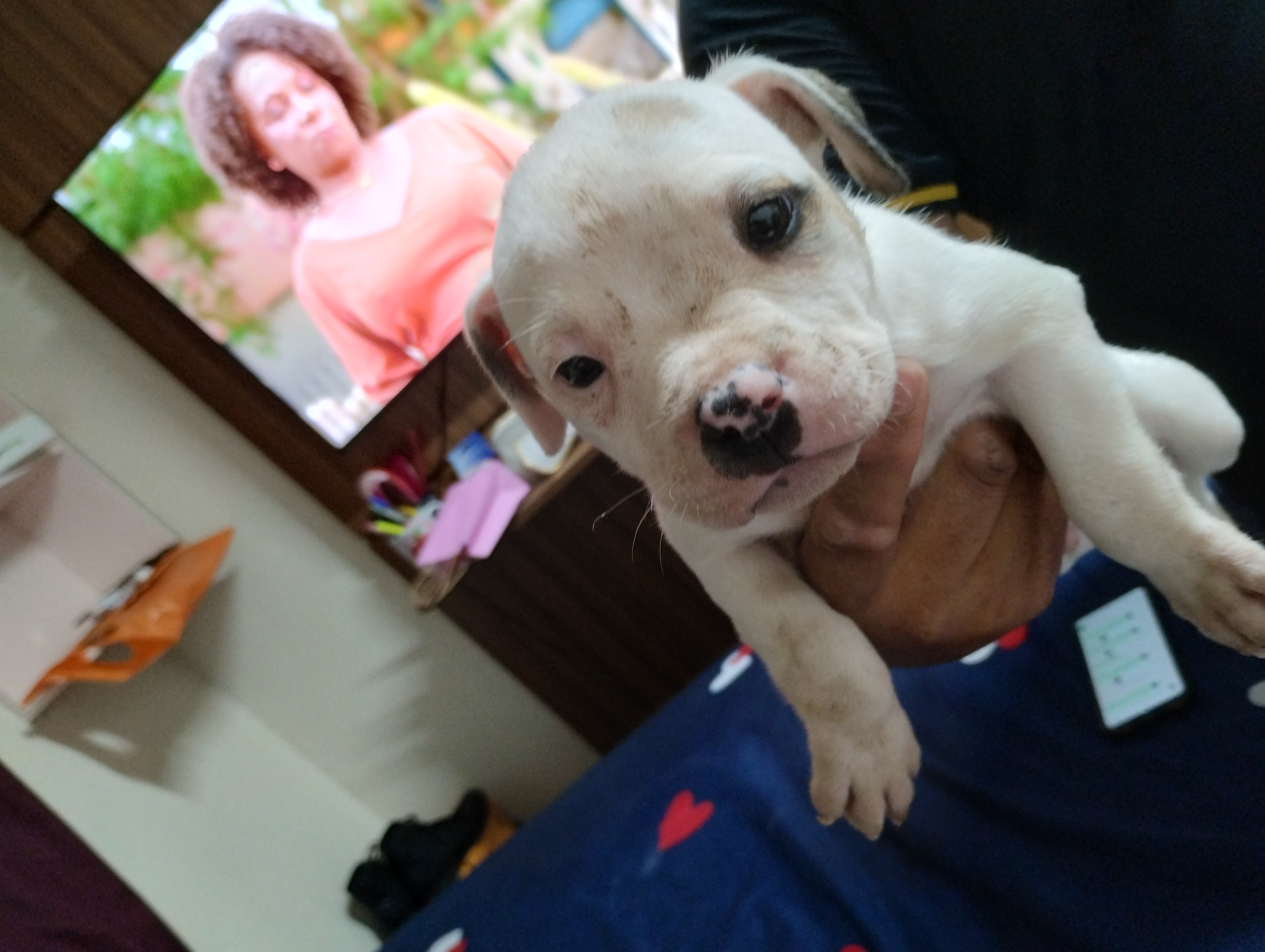 Portal Vendocão Filhote American Bully  São José dos Campos 