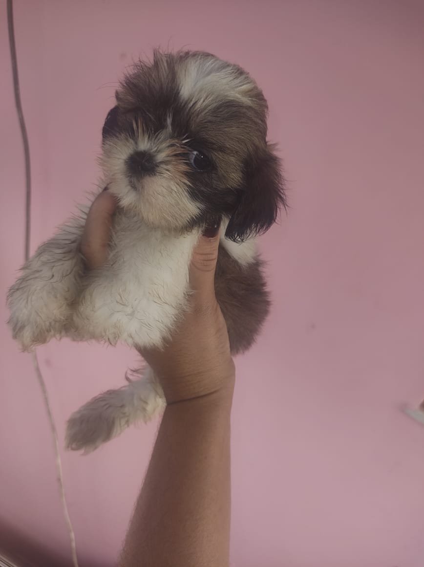 Vender filhote de shih tzu - Foto 1