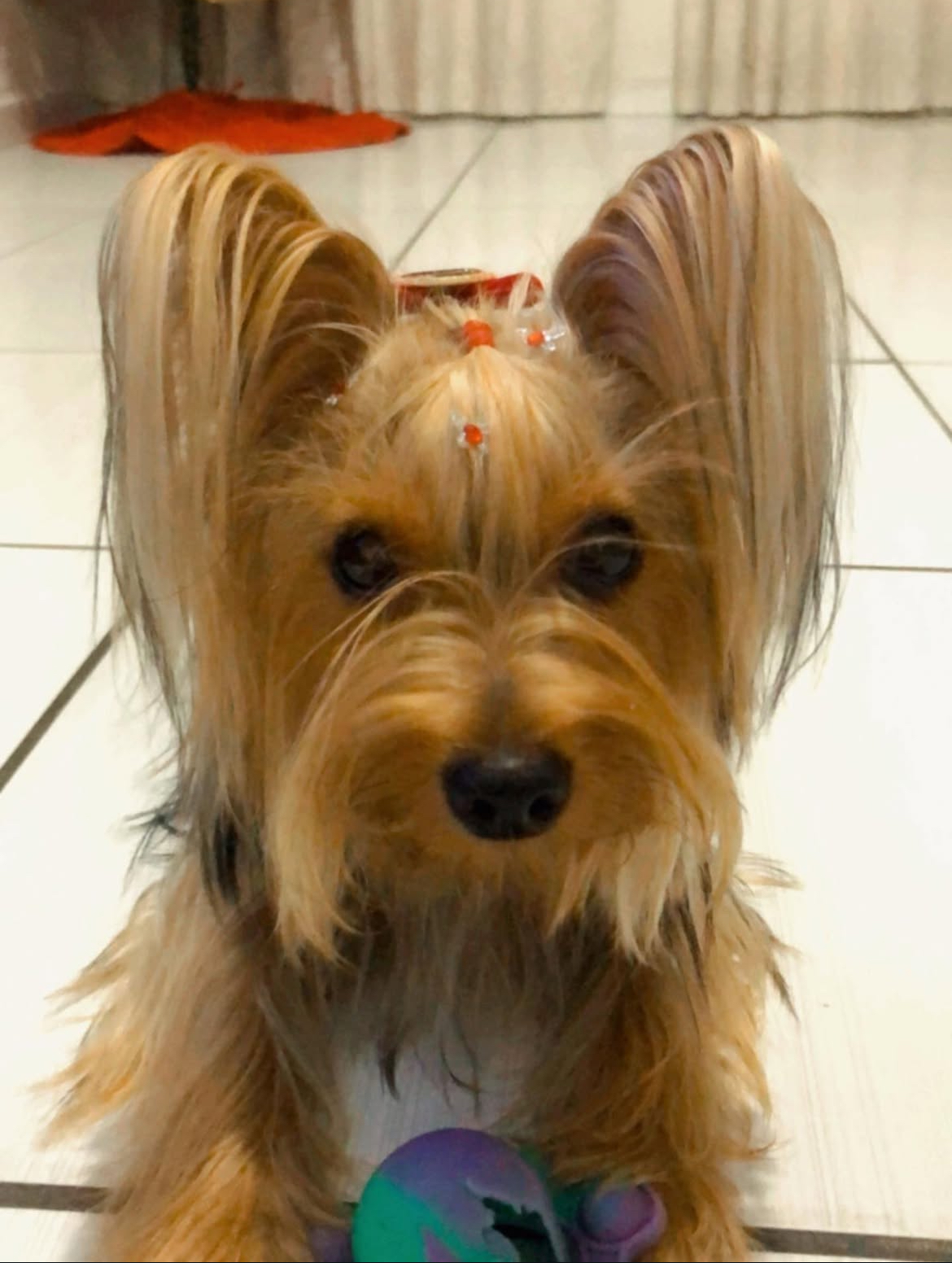 Portal Vendocão Filhote de yorkshire terrier  Campina Grande 