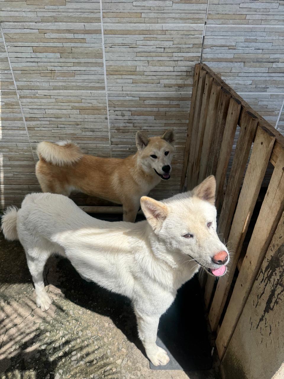 Título: Oportunidade Única: Lindo Casal de Akita Inu! 🐾 - Foto 5