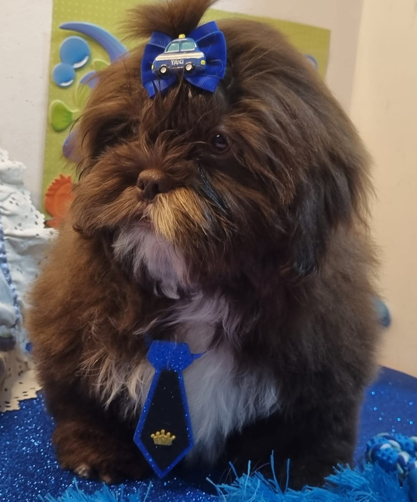 Portal Vendocão Shihtzu Macho Chocolate 5 Meses curitiba