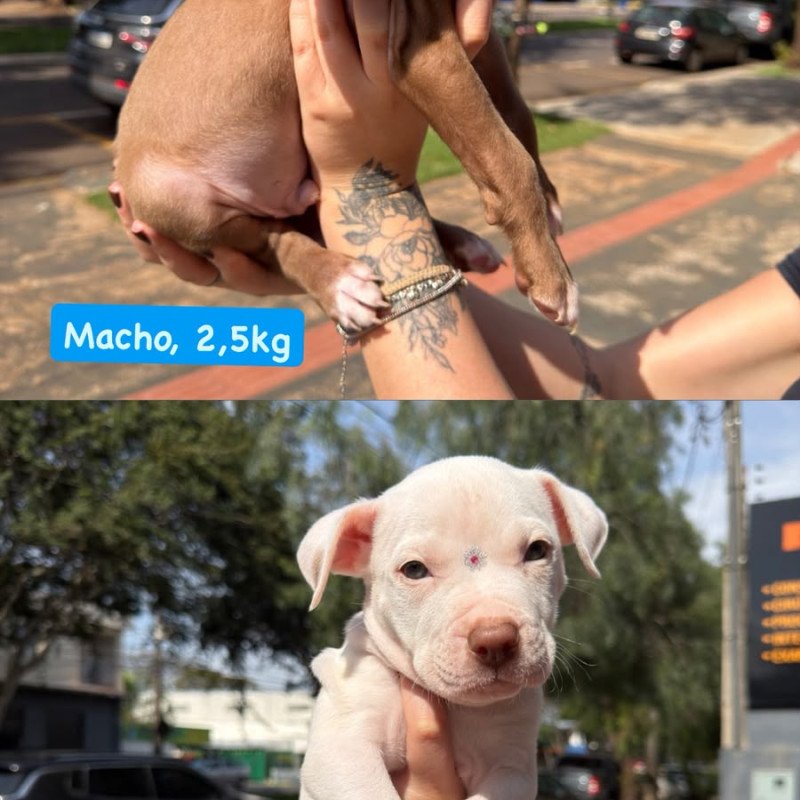 Vendo filhotes de pitbull femea e macho - Foto 4
