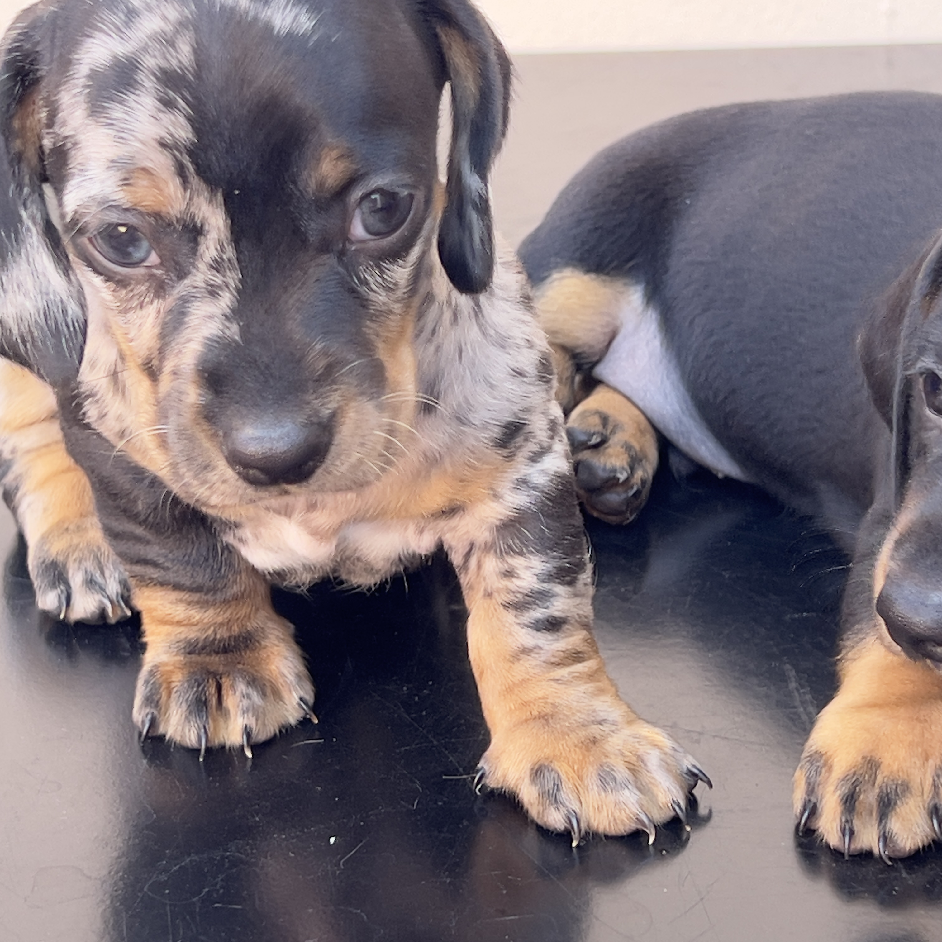 Filhote dachshund alerquim (macho) - Foto 2