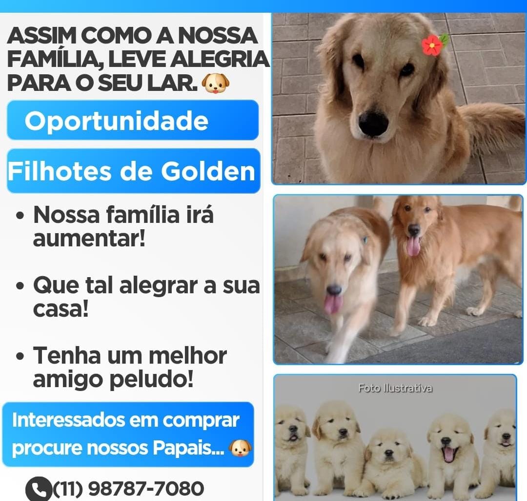 Portal Vendocão Vendo filhote  São Paulo