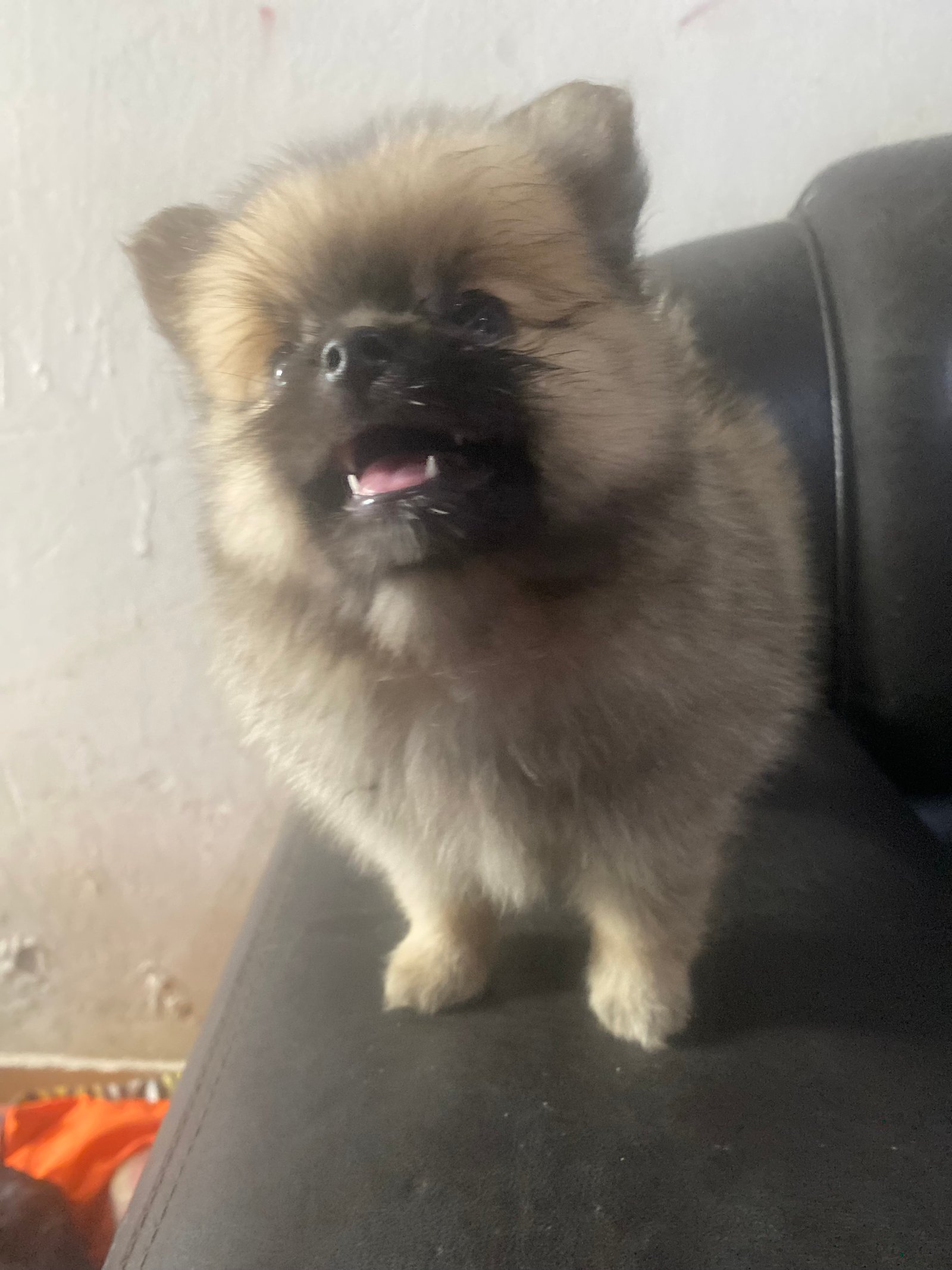 Spitz Alemão  - Foto 4