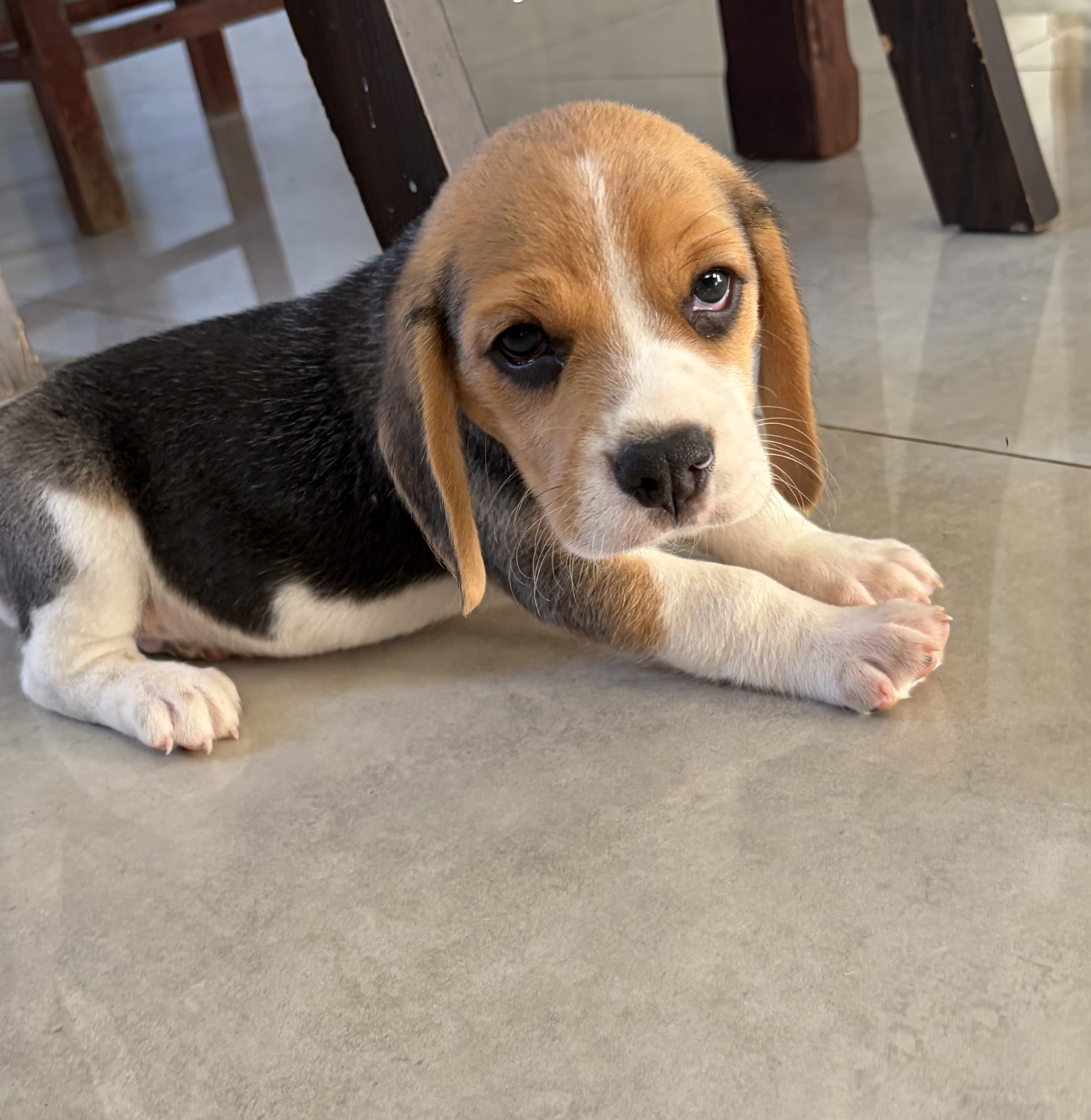 Filhote de Beagle  - Foto 4