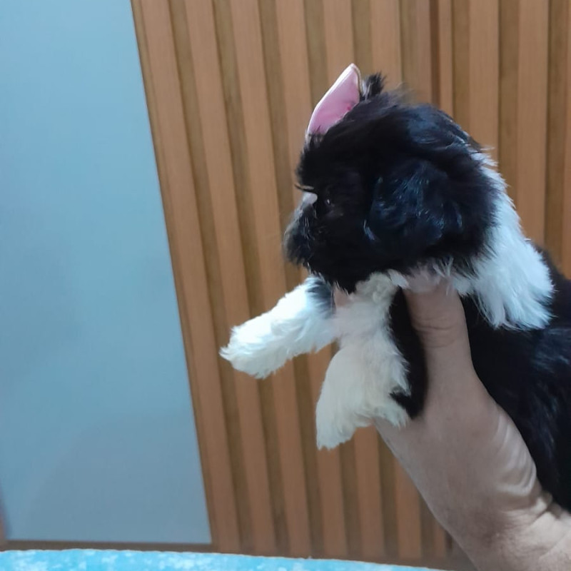 Lindos filhotes de Shih Tzu com 48 dias ,vermifugados e comendo ração,informações 21 97987 3433 zap - Foto 2