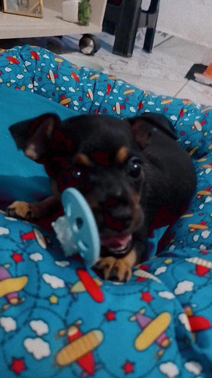 Portal Vendocão Pinscher  Recife 