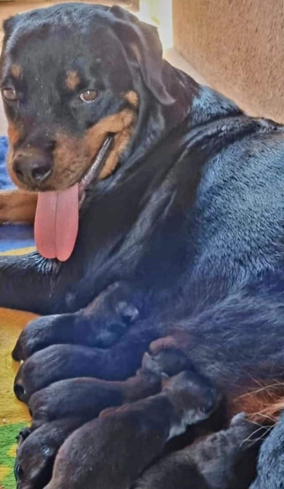 Filhotes Rotweiler; Excelente Lonhagem - Foto 5
