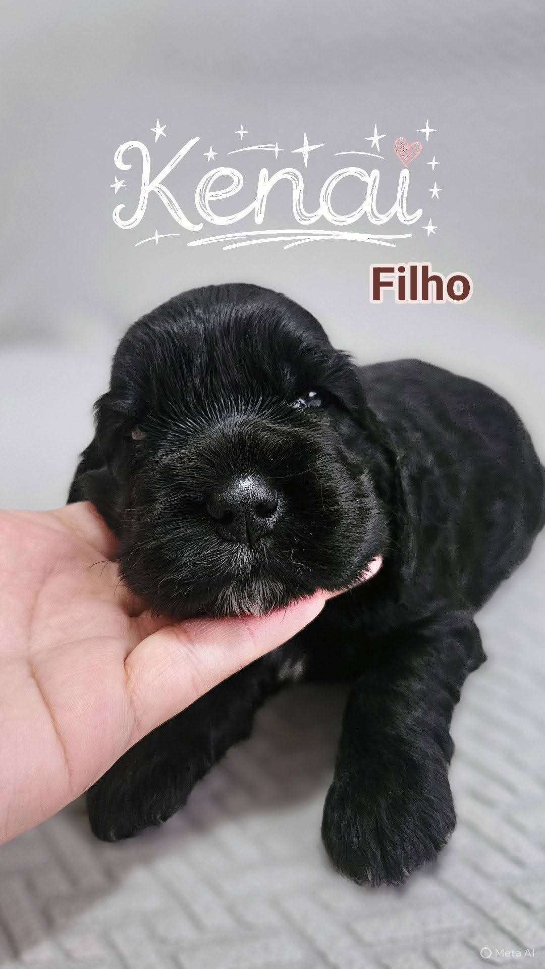 Macho ✨ Último macho disponível da ninhada ✨ - Foto 1