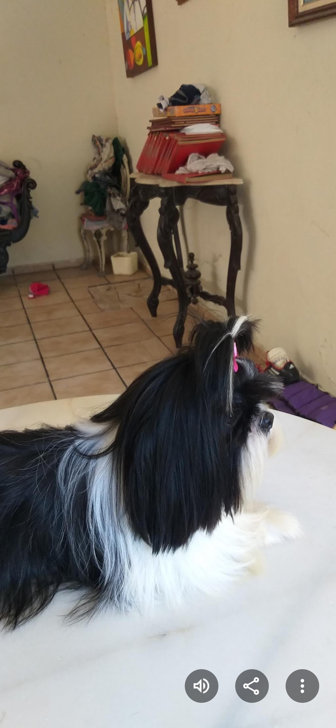 Filhotes de shih tzu  - Foto 1
