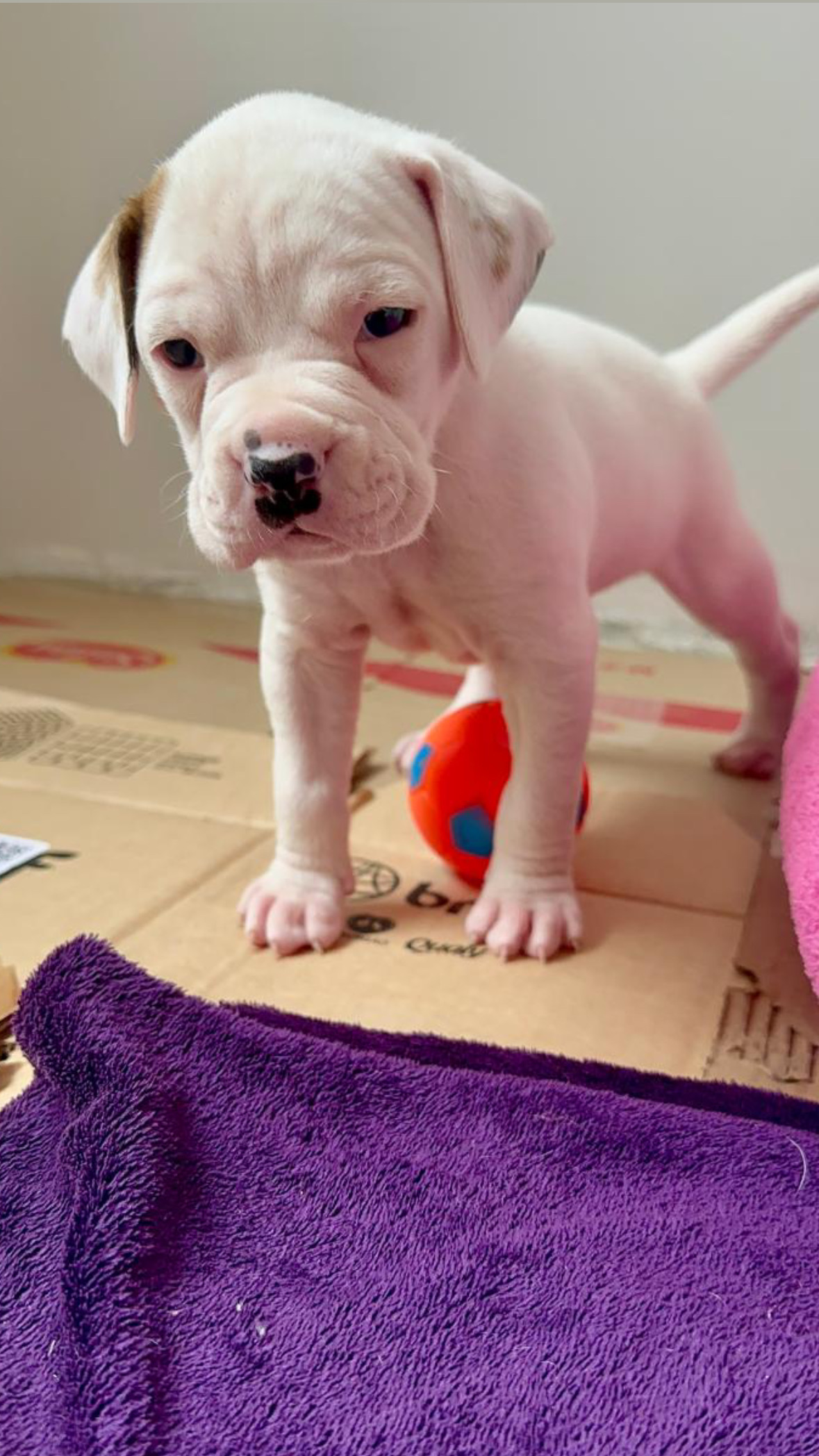 Portal Vendocão Vendo filhotes Boxer branco  Curitibanos 