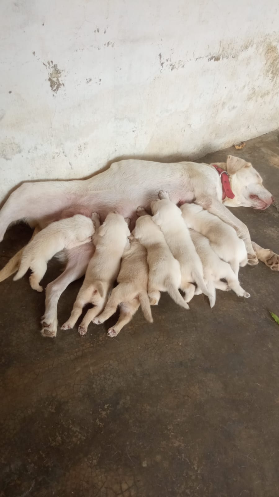 Portal Vendocão Filhotes de Labrador PURO Teresina