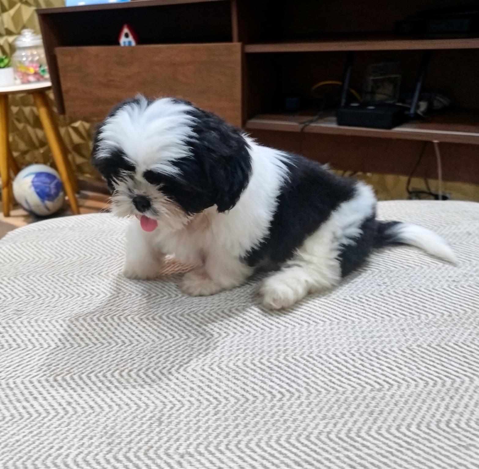Doguinho  - Foto 2