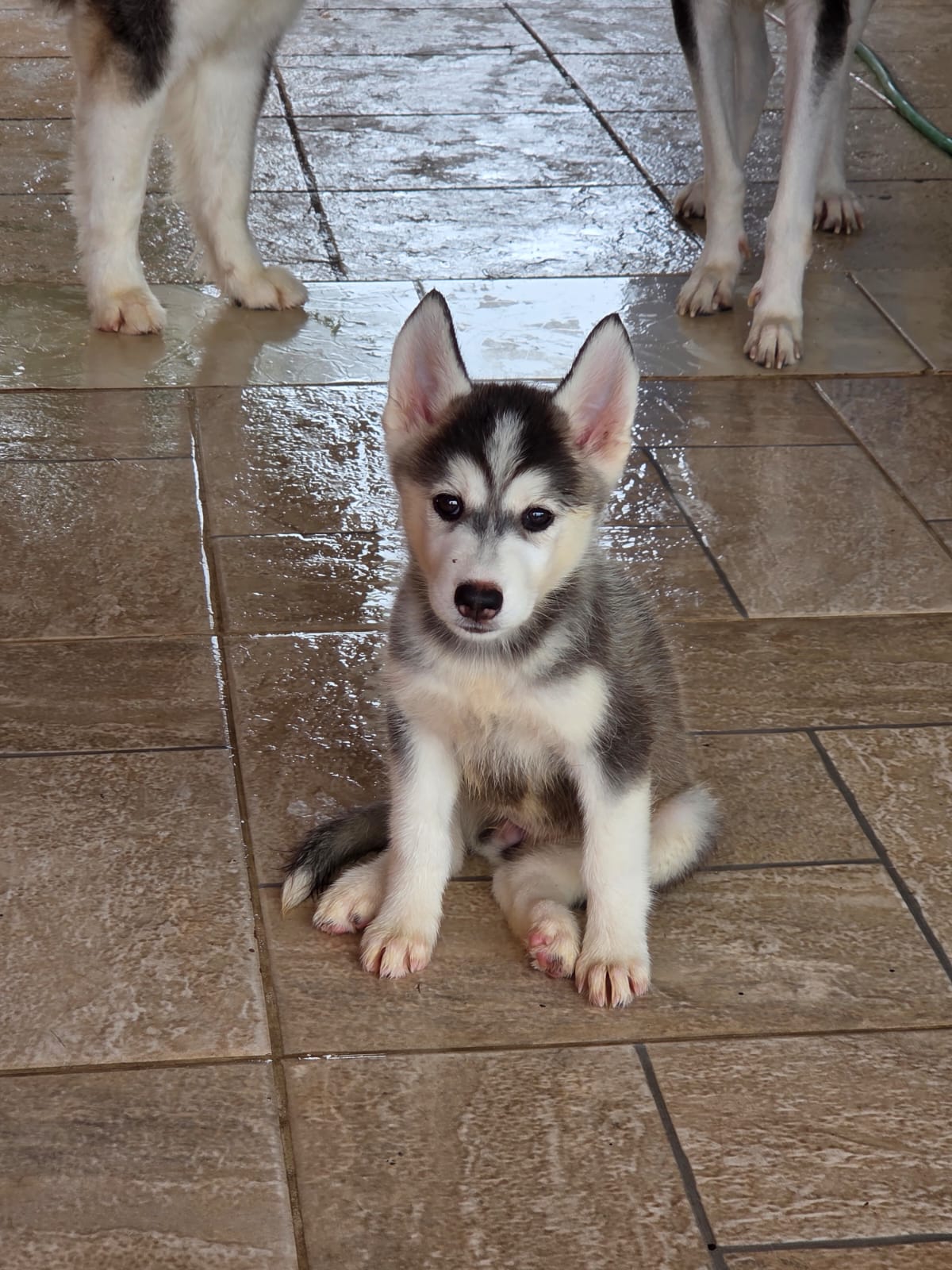 Portal Vendocão Filhote de Rusky  Manaus