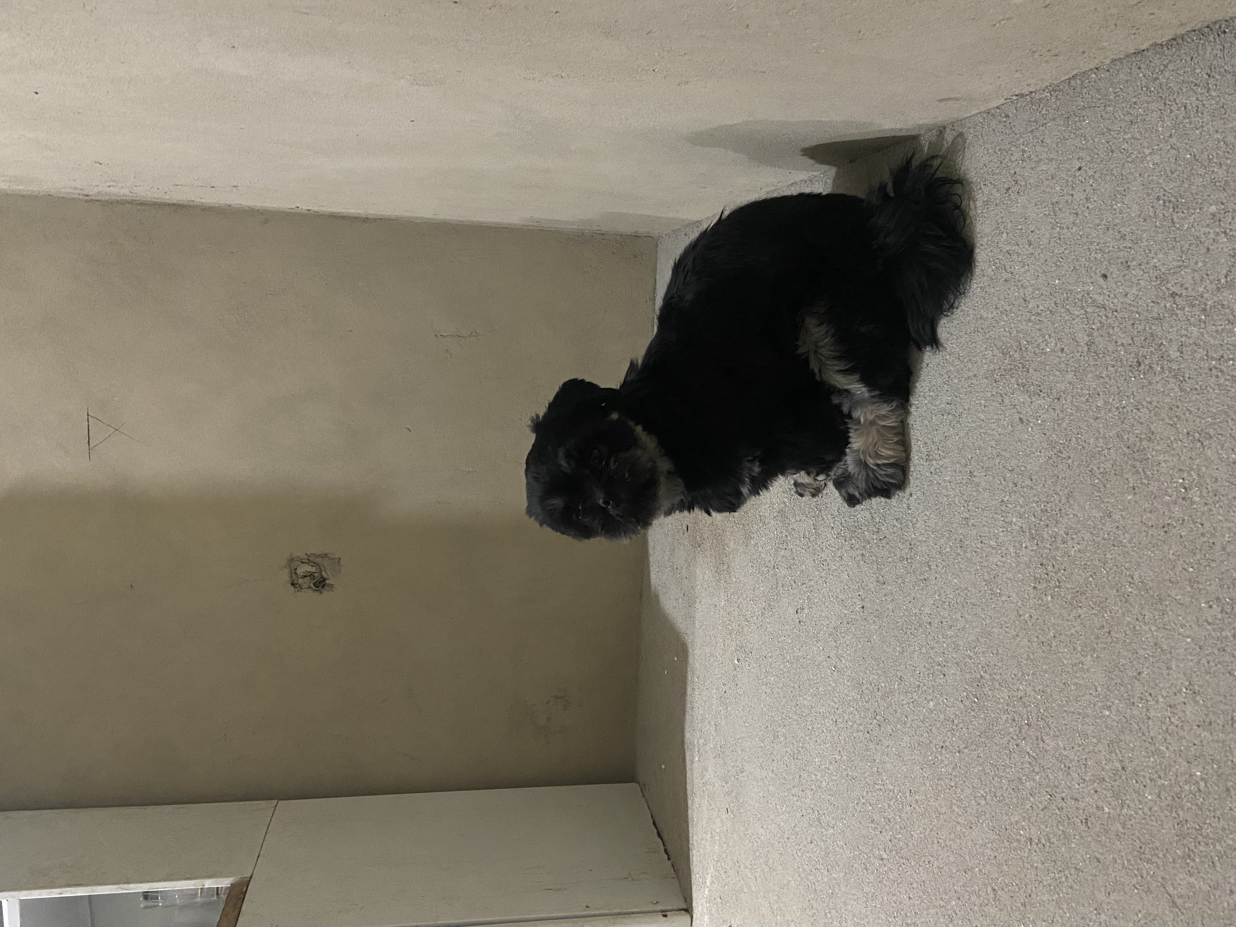 Vendo Shih tzu fêmea  - Foto 2