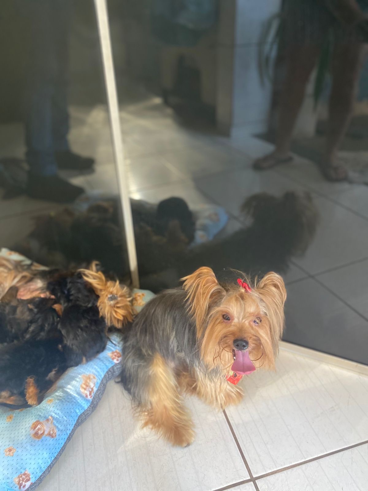 Portal Vendocão Yorkshire Terrier Fêmeas — Filhotes Lindas e Saudáveis  Goiânia