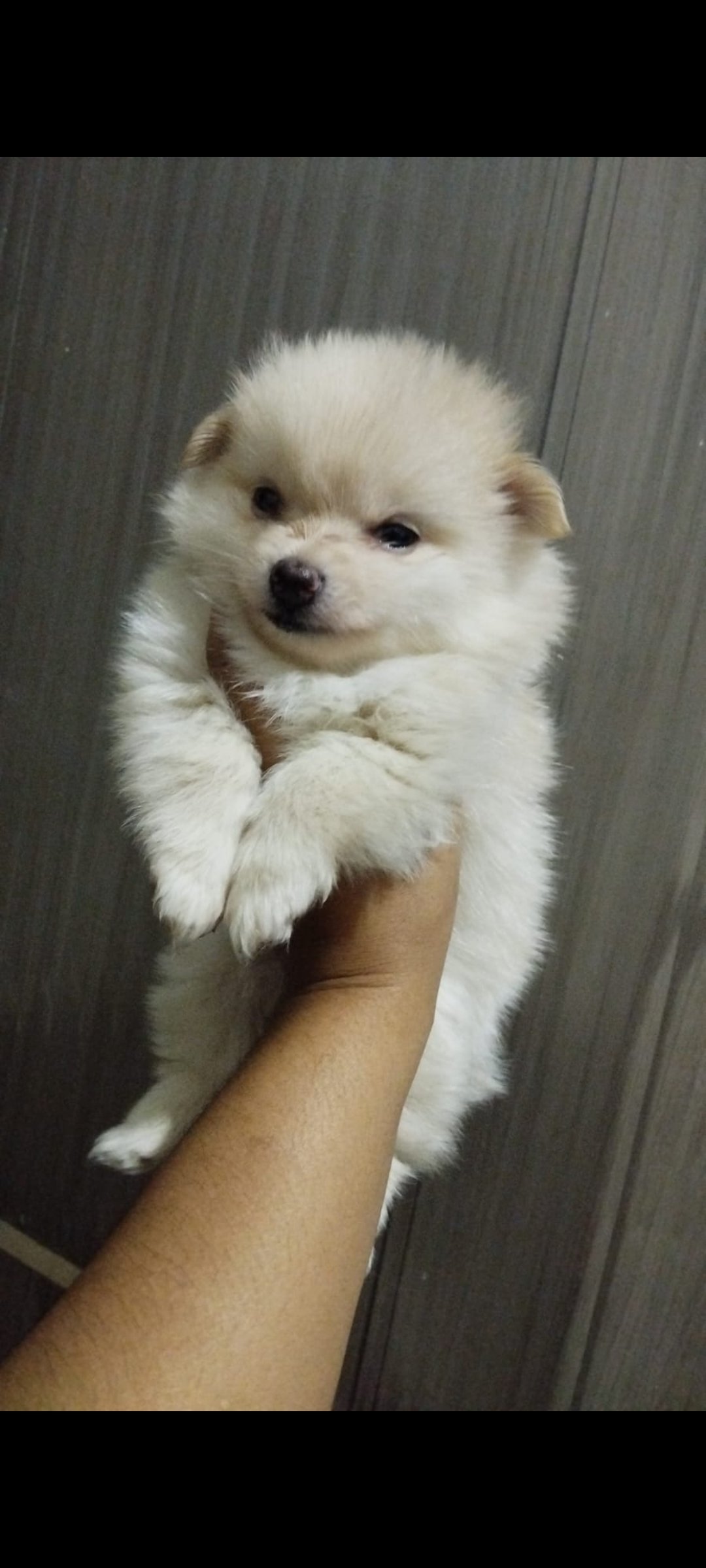 Vendo filhote de spitz alemão - Foto 2