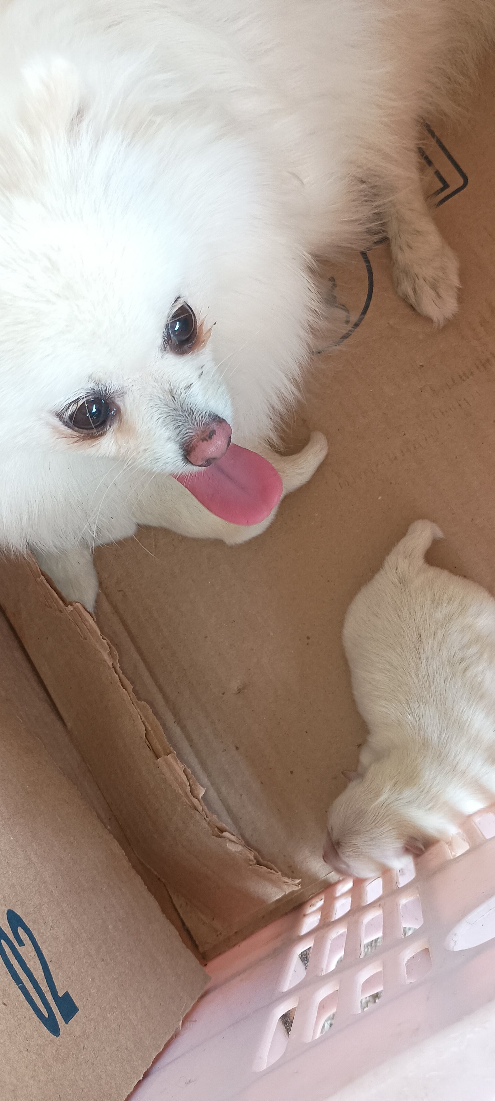 Lulu da Pomerânia Anão(spitz alemão anão) - Foto 2