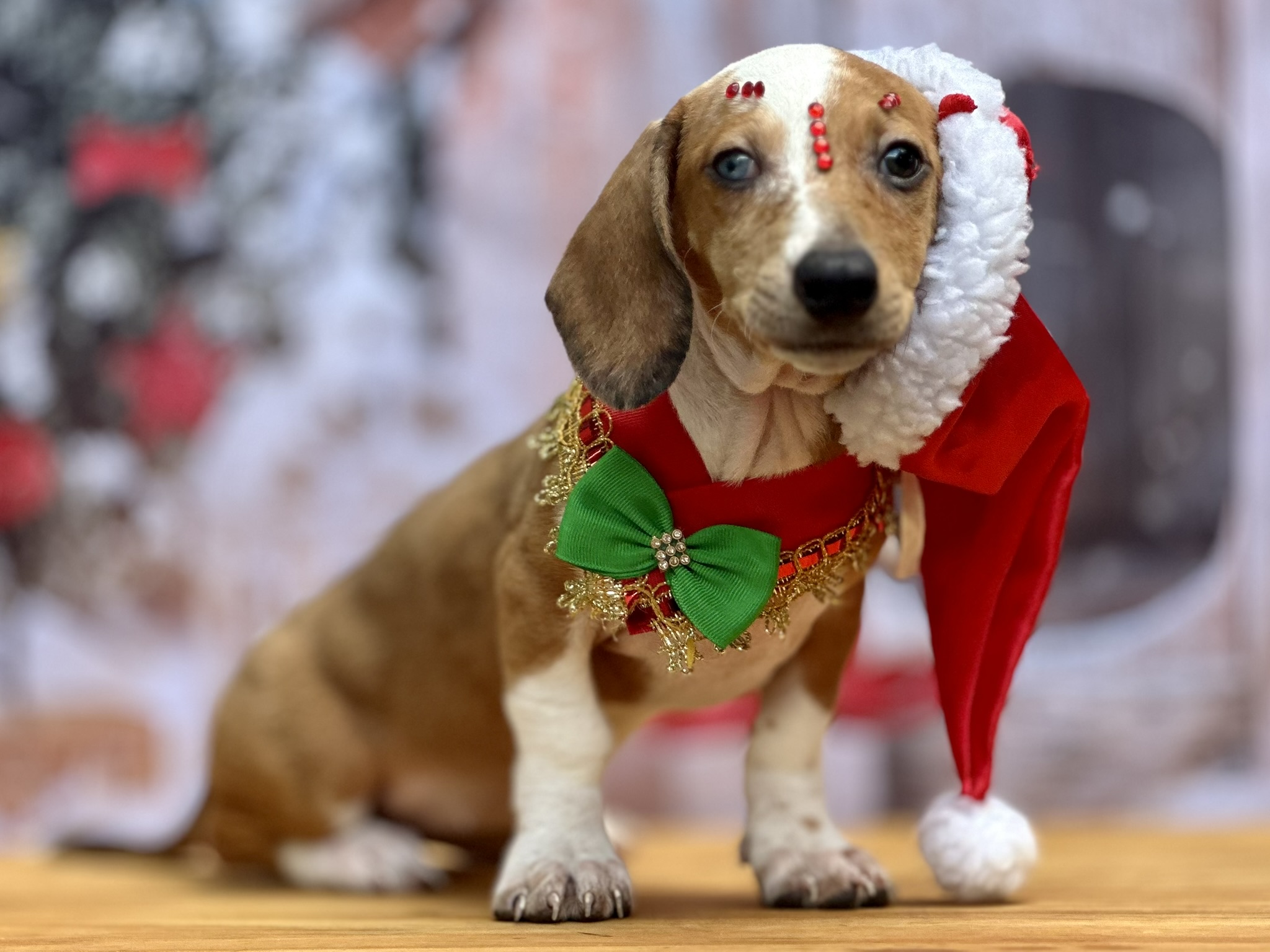 Portal Vendocão DACHSHUNDS PARCELAMOS GOIANIA