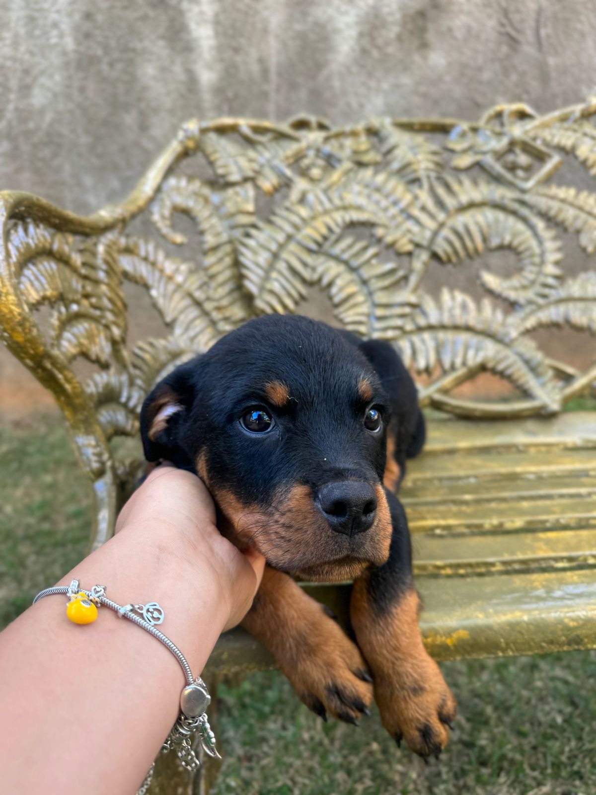 Portal Vendocão Casal Rottweiler disponível para venda e Pastor Suíço Branco macho disponível também  Araguari 