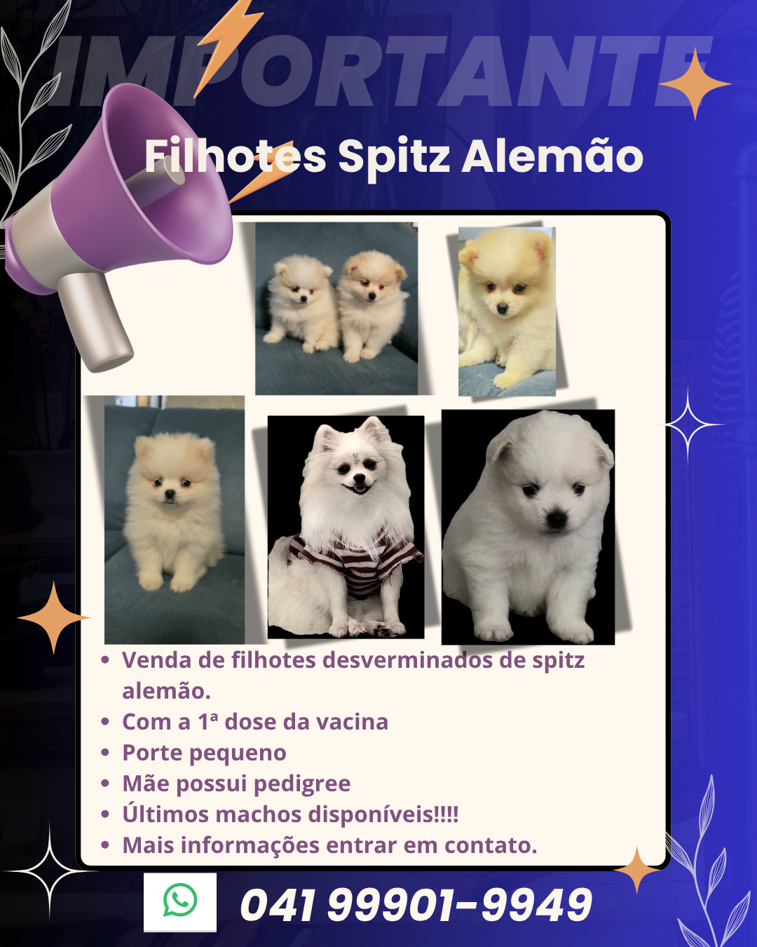 Spitz Alemão - Foto 1