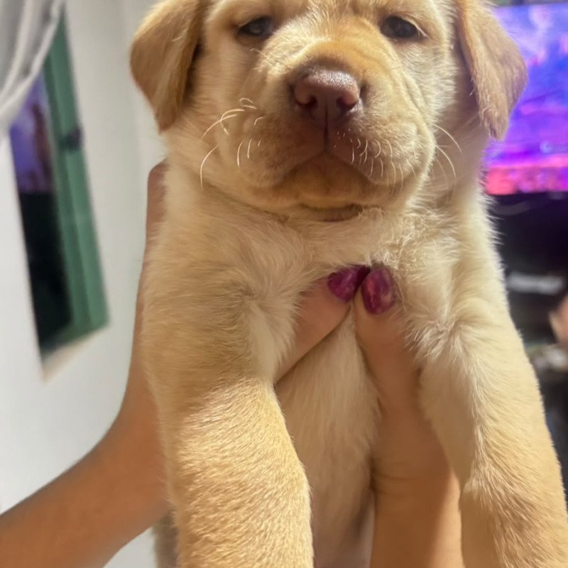 Lindos filhotes de Labrador raça 100% pura. - Foto 1