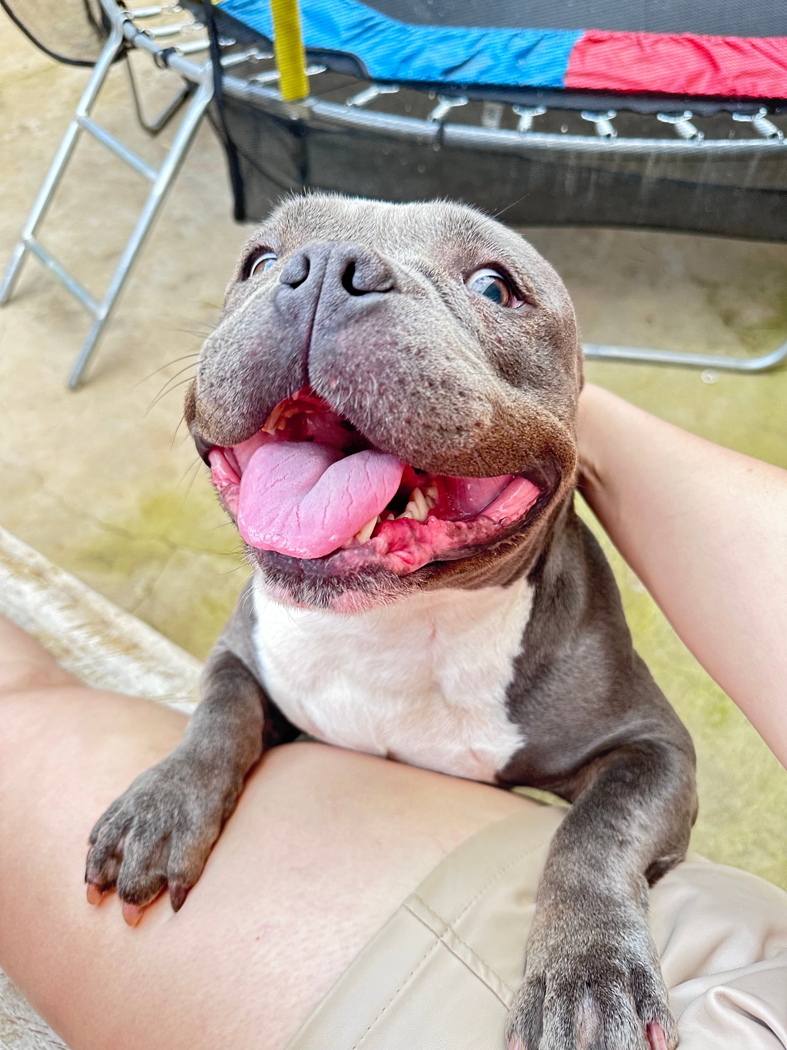 American bully 