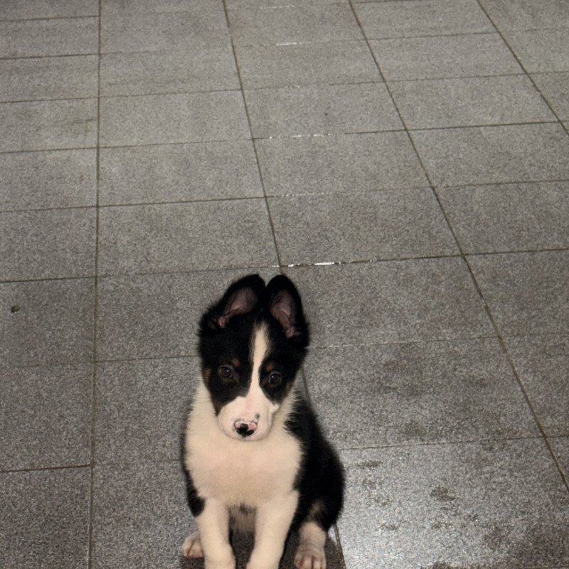 filhotinho macho de border collie puro