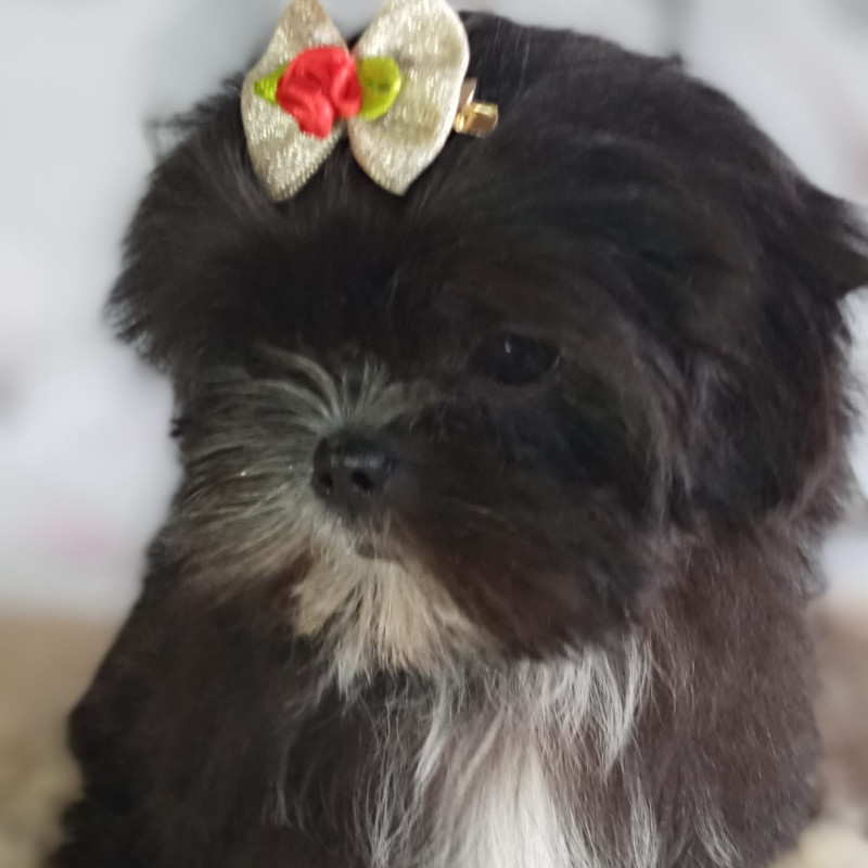 Lhasa apso lindos bebes pronta entrega - Foto 2
