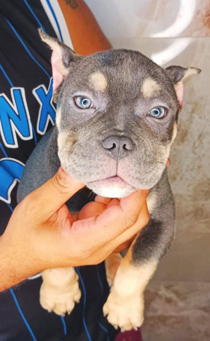 EXOTIC BULLY A VENDA - Foto 1