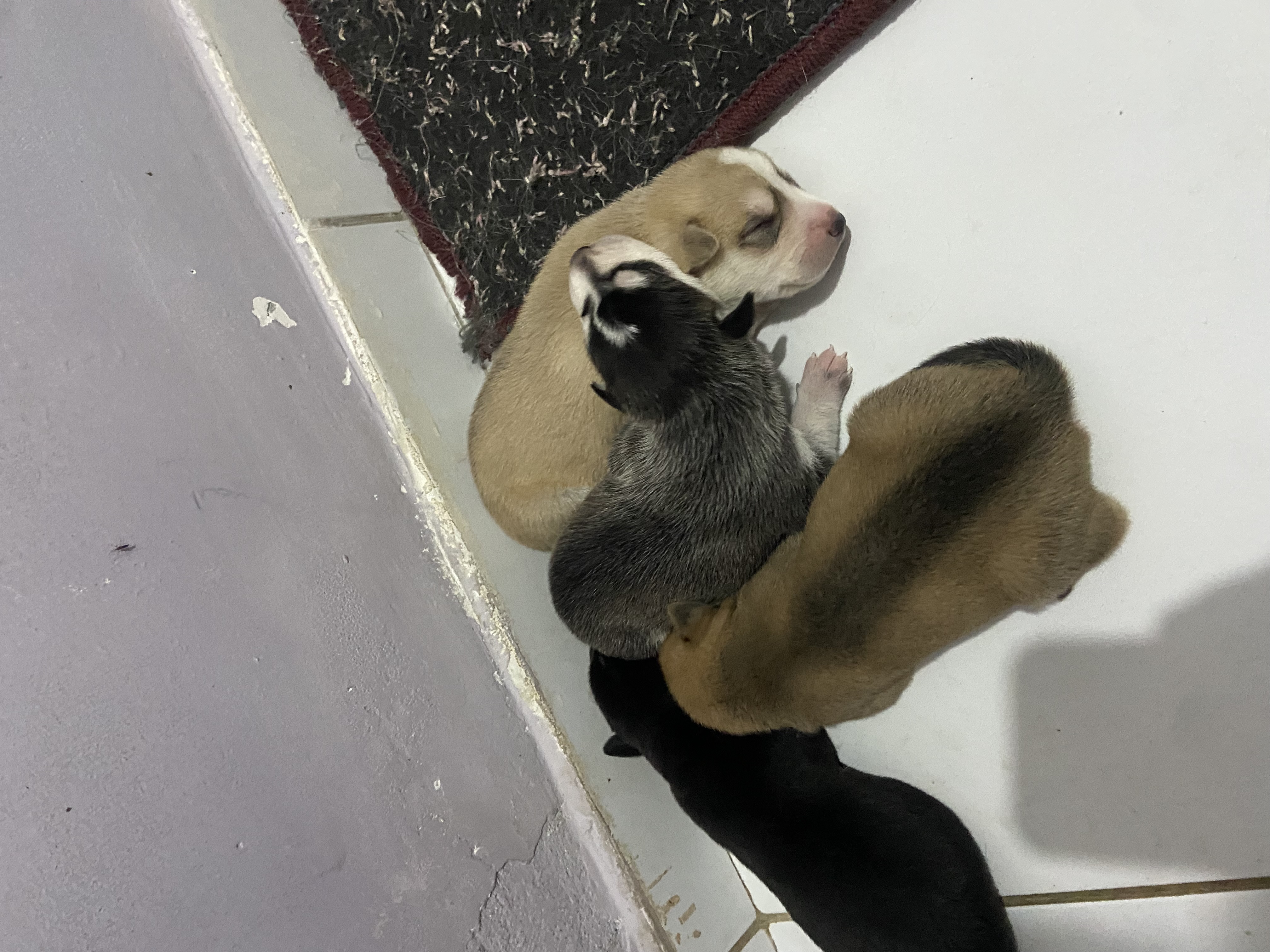 Filhote de Husky siberiano a venda - Foto 1