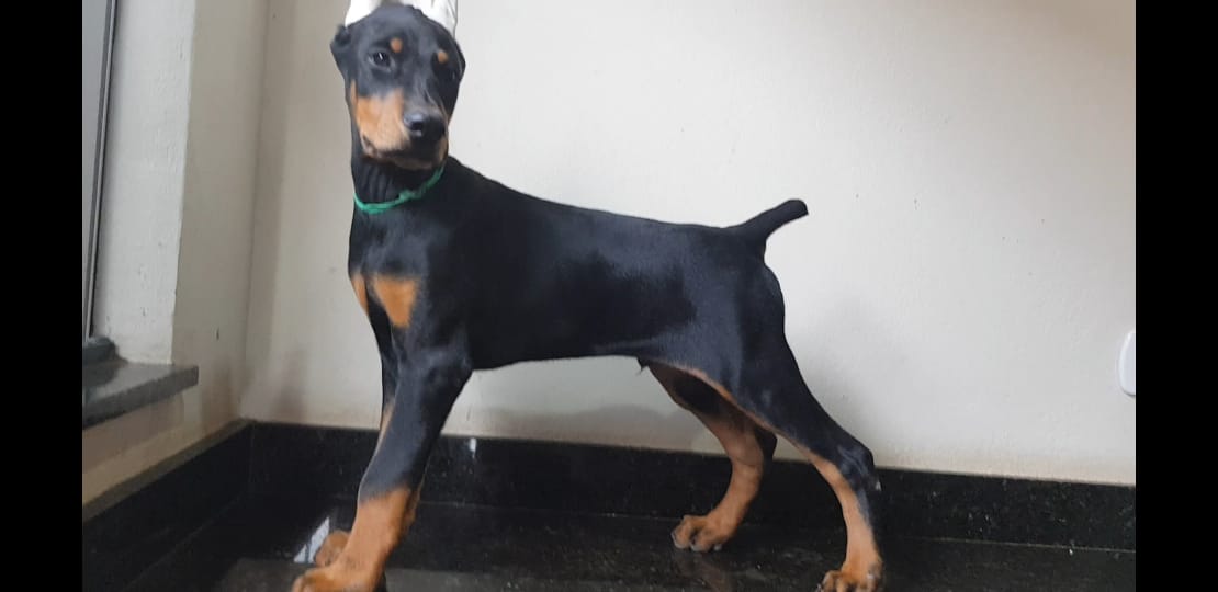 Portal Vendocão Belos Filhotes Doberman padrão tops completo Vinhedo