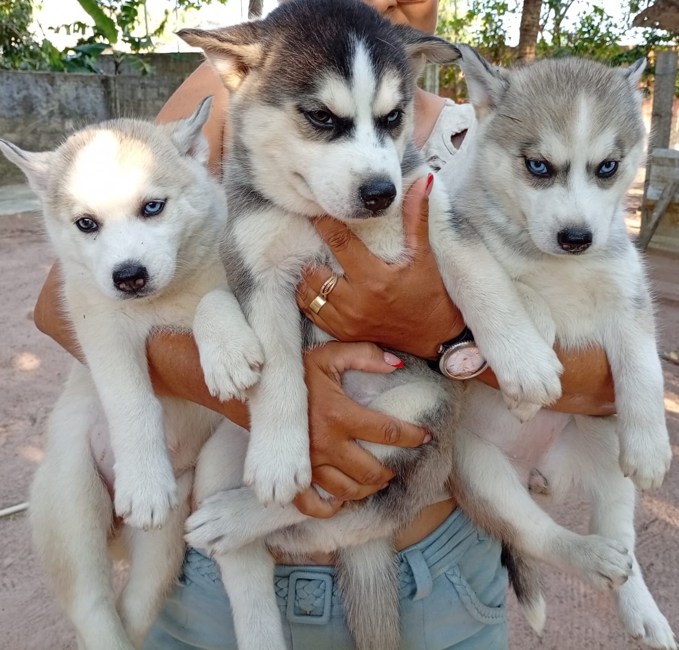 Tenho lindos filhotes filhotes de husky siberiano puros disponíveis  - Foto 1